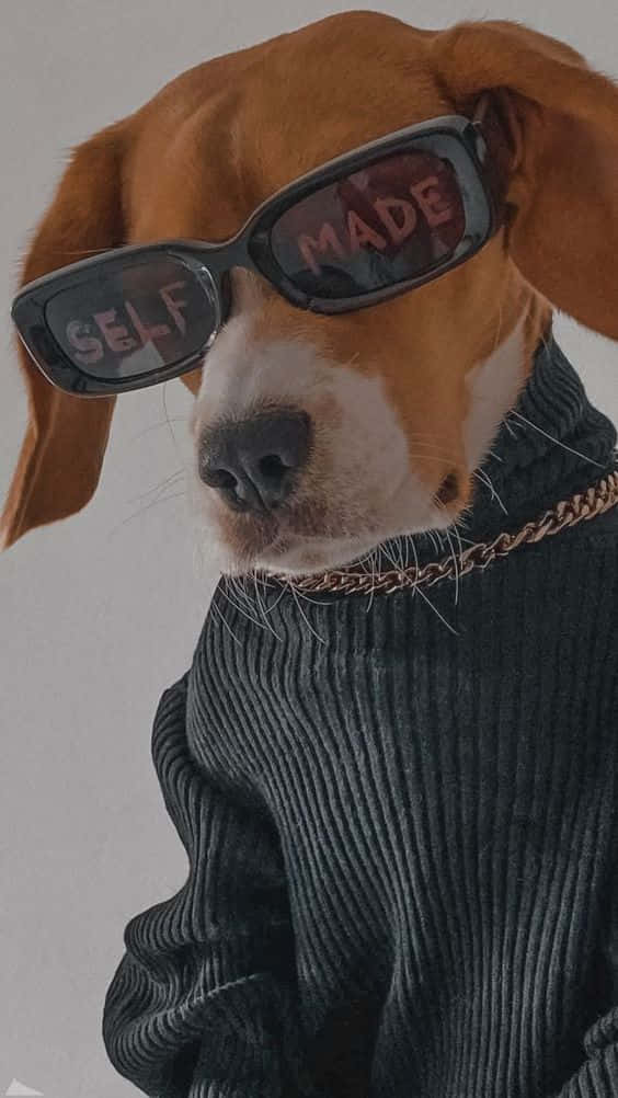 Dog iPhone 桌布 壁紙 — 一隻比格犬戴著印有「SELF MADE」字樣的大尺寸太陽眼鏡，並在羅紋毛衣上戴著一條粗鏈條項鍊。