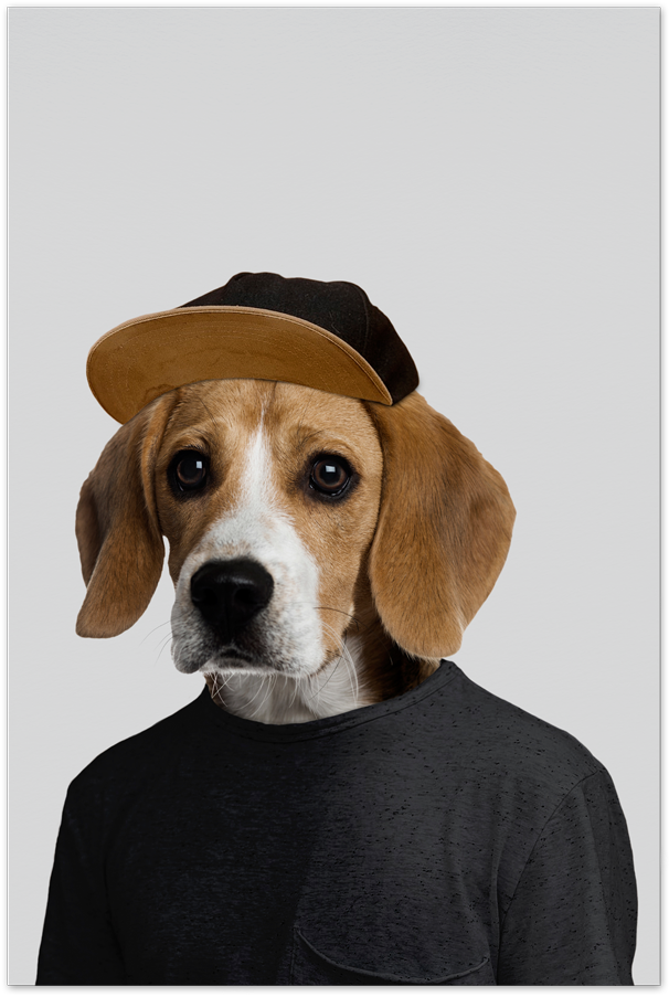 狗 桌布 壁紙 — 一隻比格犬戴著棕色和黑色的帽子，穿著黑色T恤，在純灰色背景前擺姿勢。