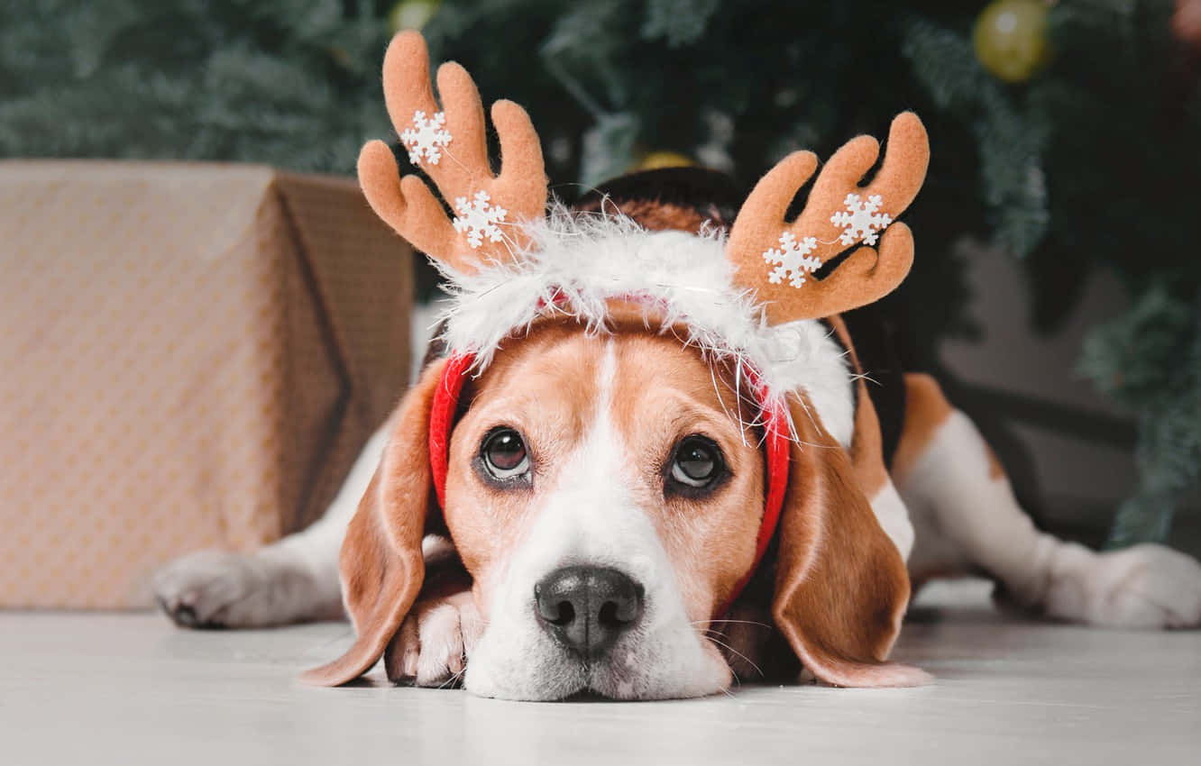 聖誕節 桌布 壁紙 — 一隻比格犬戴著節日馴鹿角，雪花飄落，躺在聖誕樹和包裝好的禮物附近的地板上。
