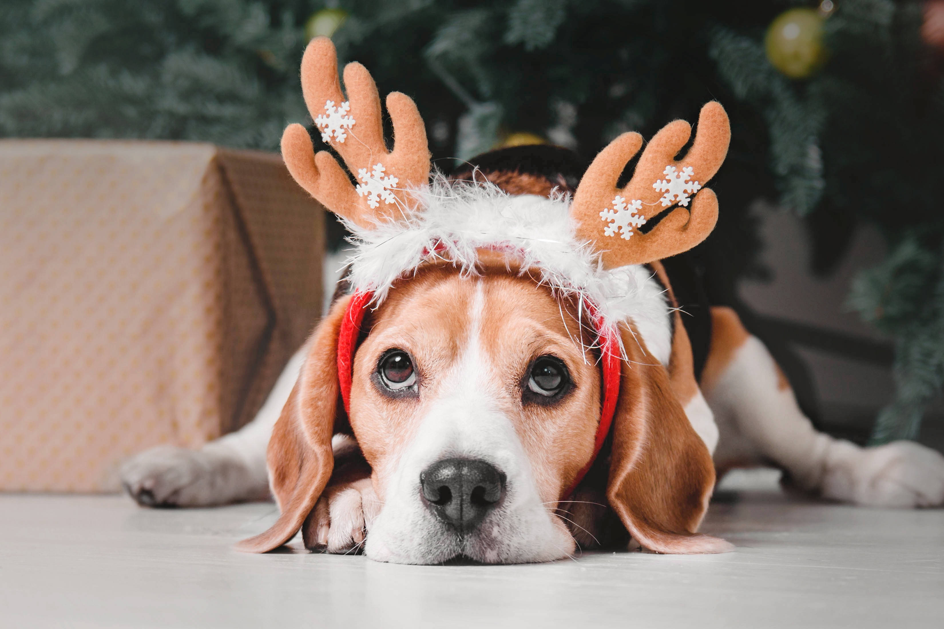米格魯 桌布 壁紙 — 一隻比格犬戴著節日馴鹿角，雪花飄落，悲傷地躺在聖誕樹下，旁邊是包裝好的禮物。