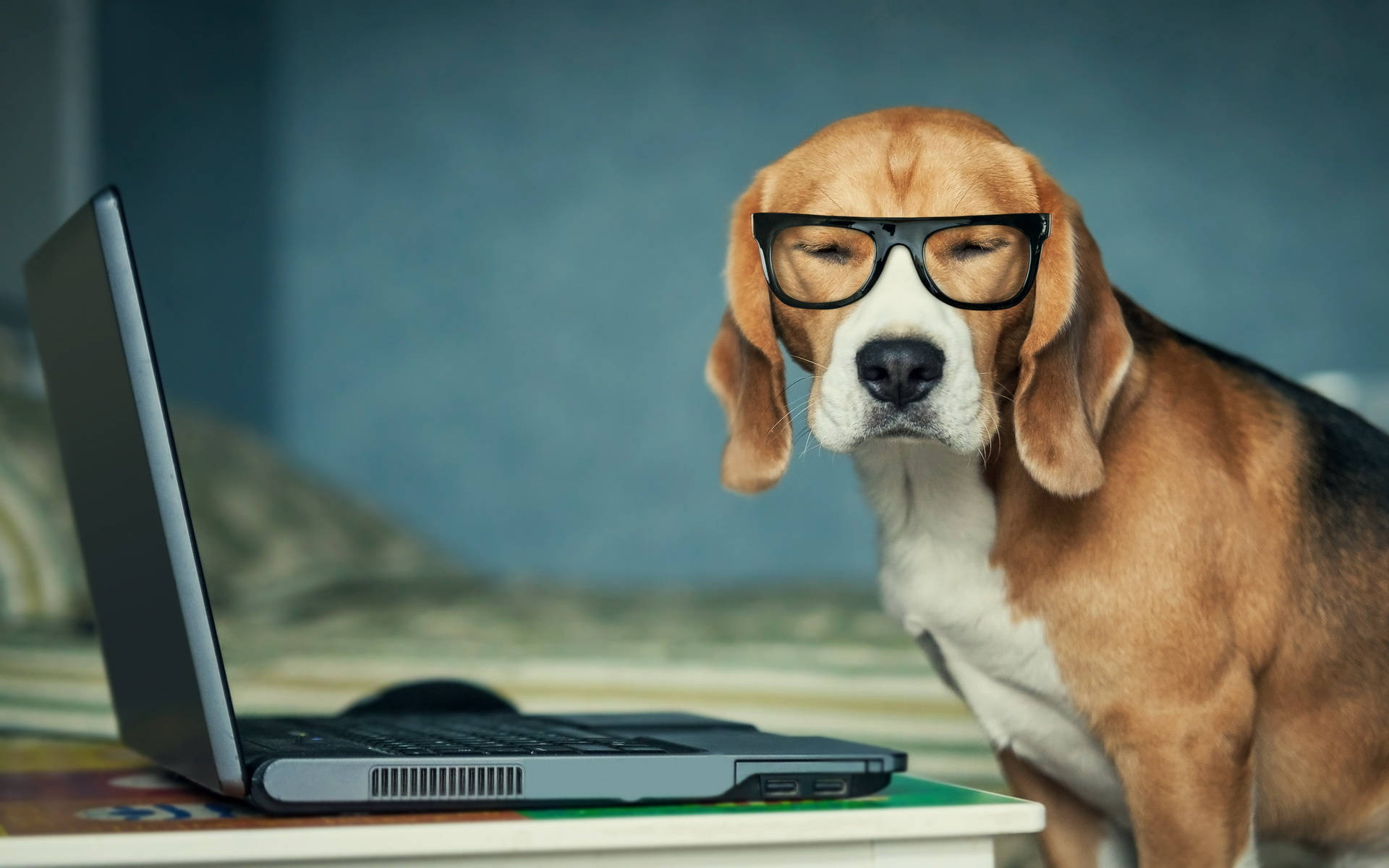 狗 桌布 壁紙 — 一隻比格犬戴著超大的黑色眼鏡，平靜地坐在書桌上打開的筆記型電腦旁邊。
