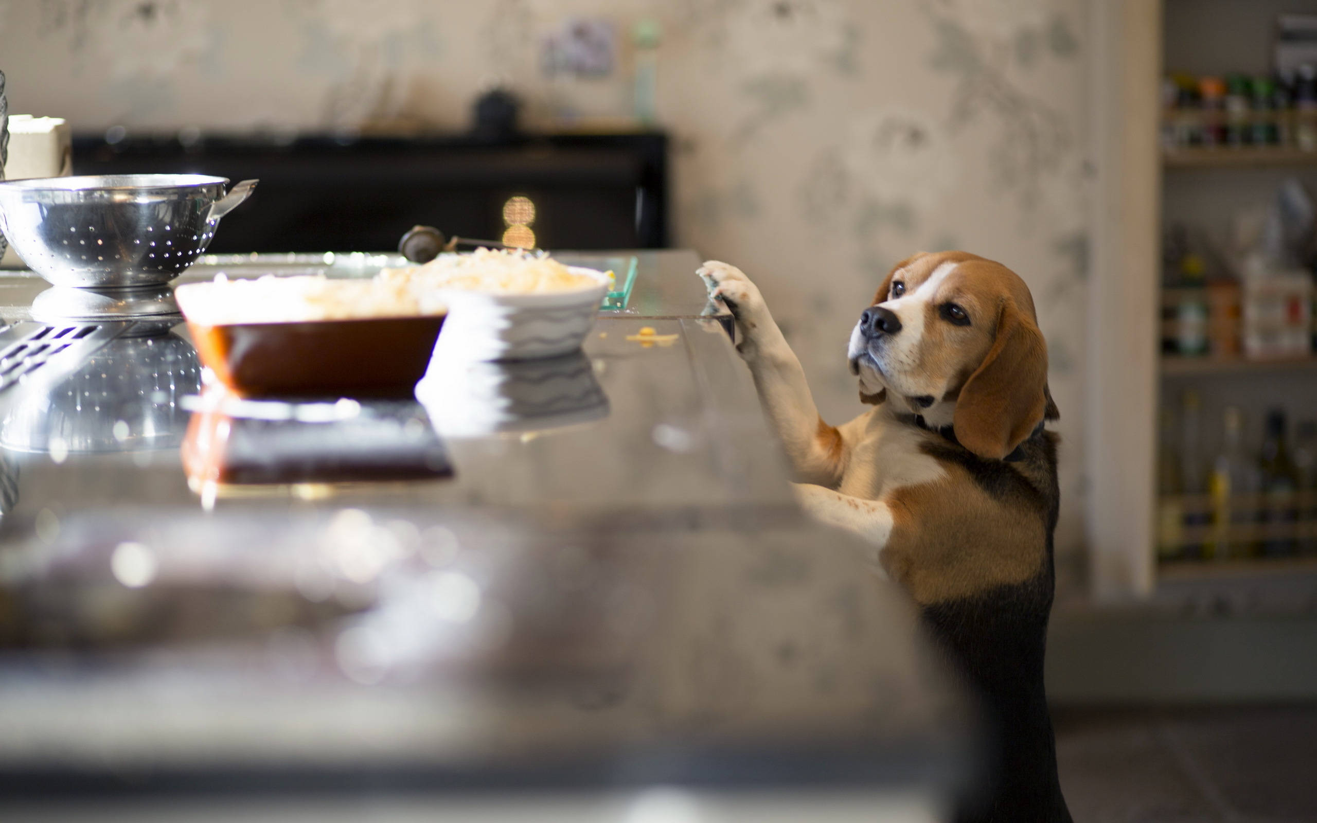 米格魯 桌布 壁紙 — 一隻比格犬用後腿站立在廚房檯面旁，用爪子抓玻璃表面，附近有碗和廚房用具。