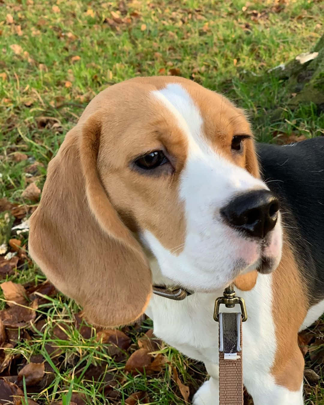 米格魯 桌布 壁紙 — 一隻比格犬的特寫，有垂耳和臉上的白色斑紋，站在有落葉的草地上。