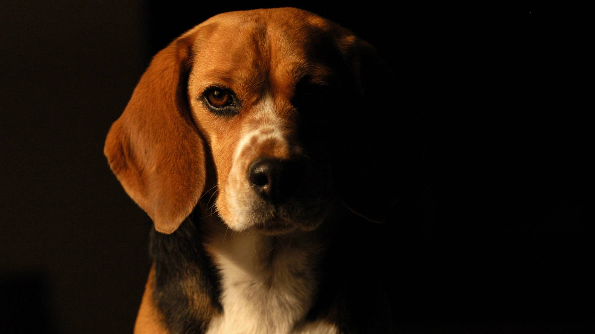 狗 桌布 壁紙 — 一隻比格犬的臉在黑色背景下被戲劇性地照亮，突出了其溫暖的棕色眼睛和下垂的耳朵。