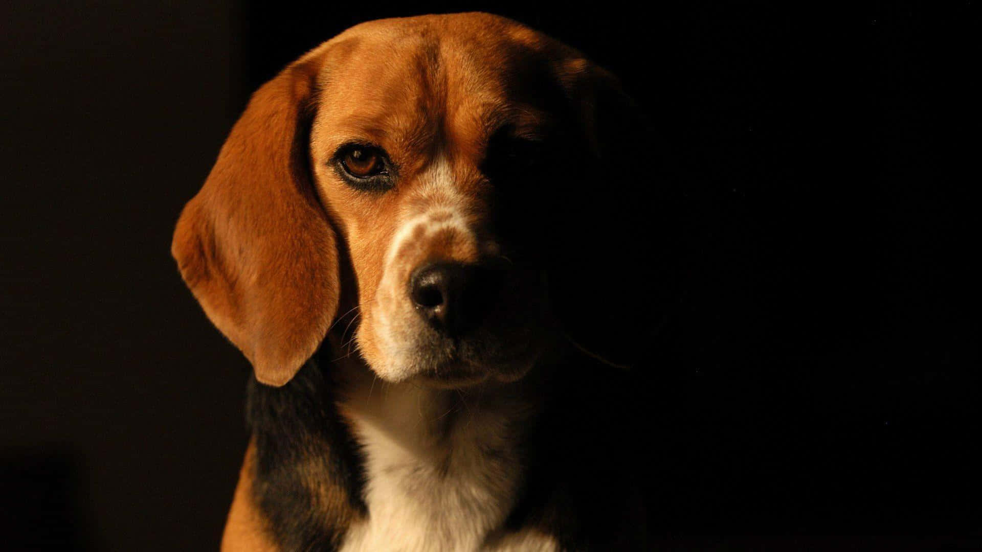 Beagle Dogs 桌布 壁紙 — 一隻比格犬的臉在黑色背景下被戲劇性地照亮，突顯其富有表情的眼睛和下垂的耳朵。