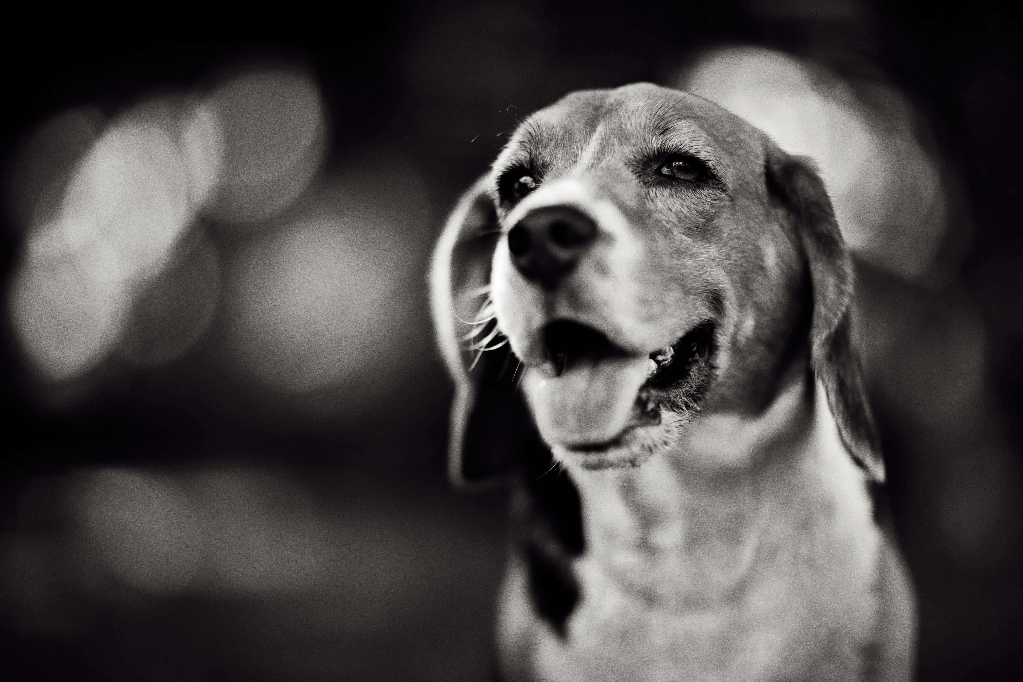 Beagle Dogs 桌布 壁紙 — 一隻比格犬的黑白特寫，帶著喜悅的表情，背景是模糊的散景。