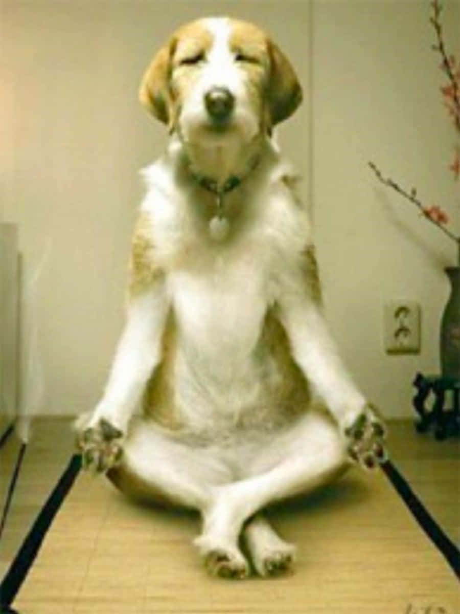搞笑 桌布 壁紙 — 一隻比格犬盤腿坐在榻榻米上，閉著眼睛，爪子靜靜地放著，呈冥想姿勢。