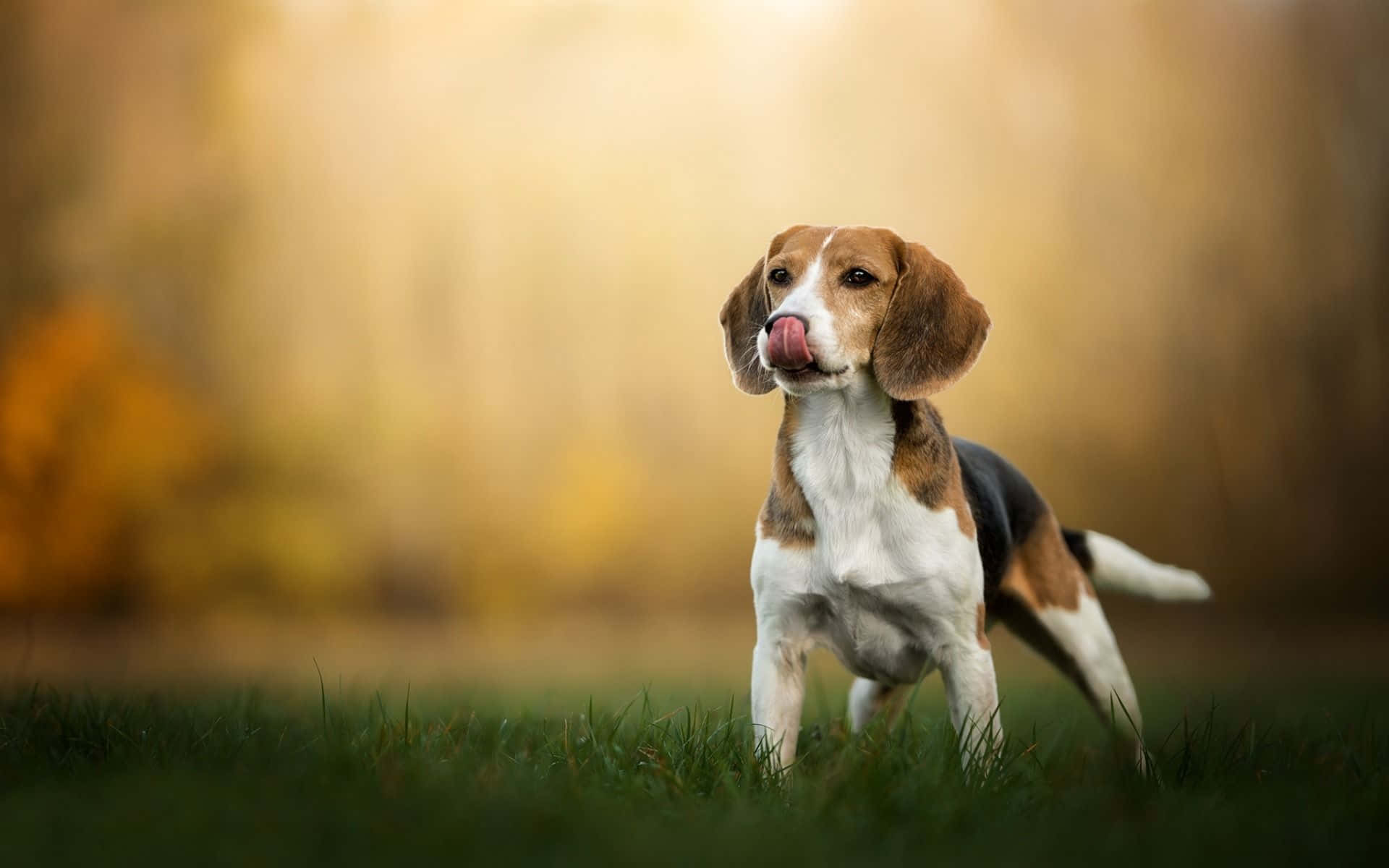 Beagle Dogs 桌布 壁紙 — 一隻比格犬警覺地站在草地上，舔著鼻子，背景是溫暖的金色秋景。