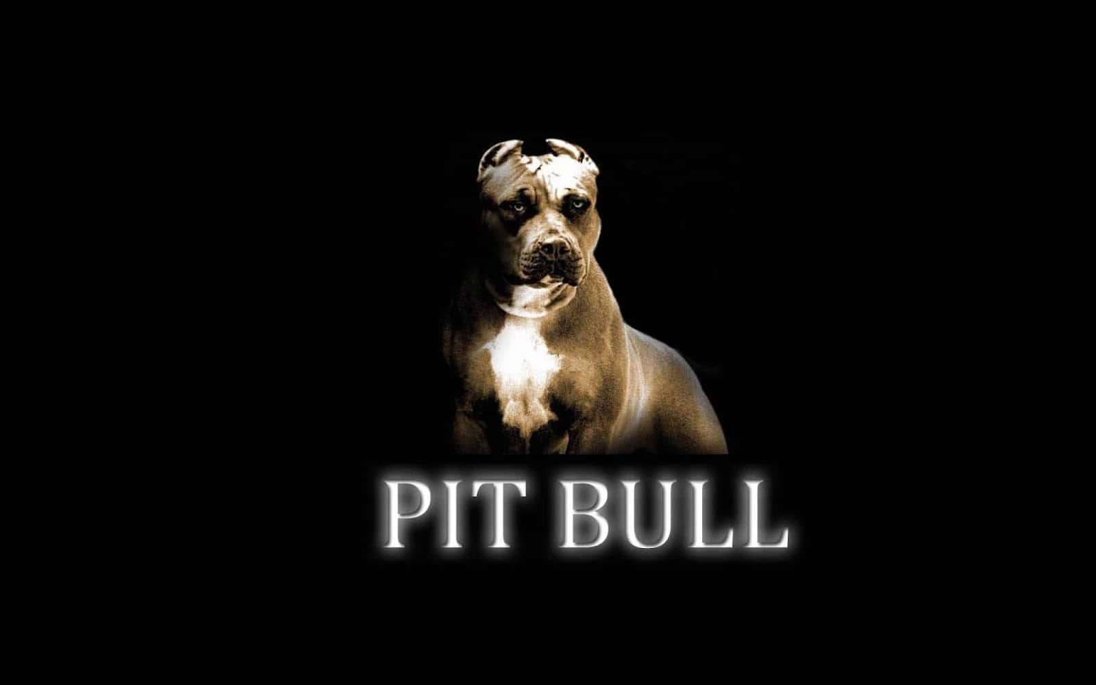Black Pitbull 桌布 壁紙 — 一隻比特犬在黑色背景上強烈凝視，下方有發光的白色文字寫著比特犬。