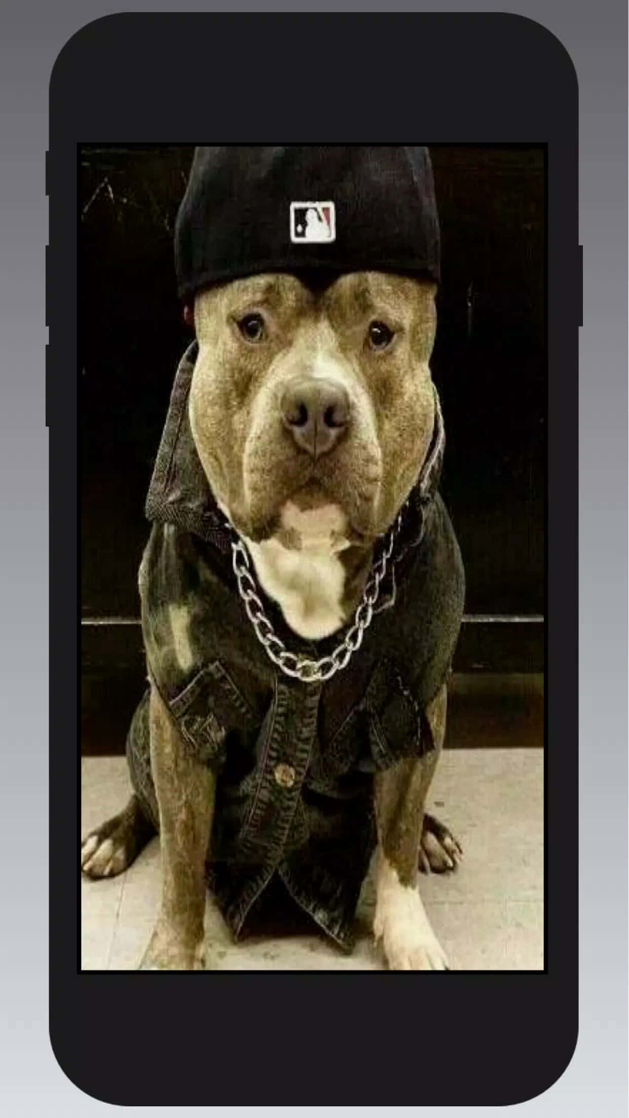 Black Pitbull 桌布 壁紙 — 一隻比特犬戴著黑色鴨舌帽和牛仔背心，戴著鏈條項鍊，自信地坐在瓷磚地板上。