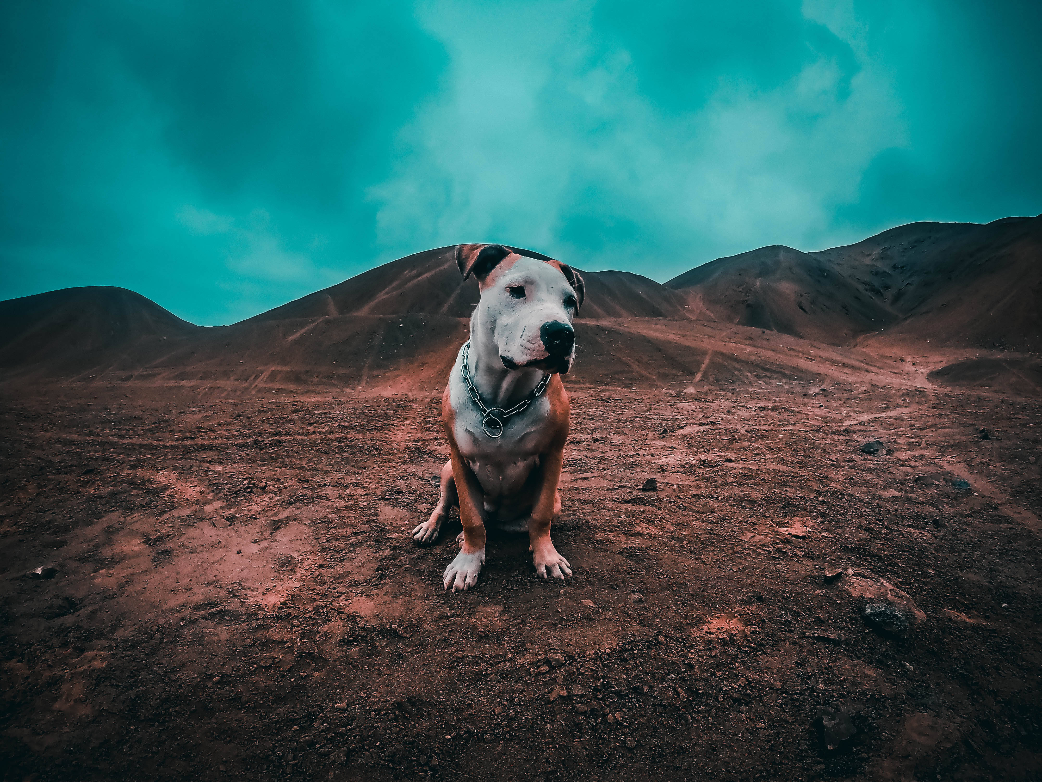 Pitbull 桌布 壁紙 — 一隻比特犬警覺地坐在微紅的火山土壤上，背景是戲劇性的青綠色天空和起伏的山丘。