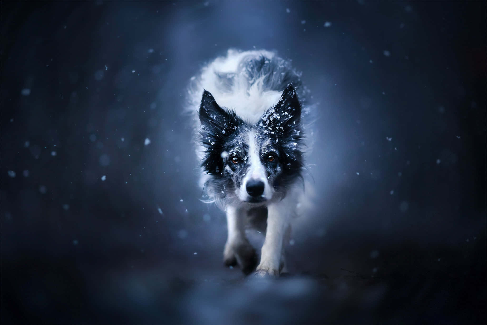 border collie 桌布 壁紙 — 一隻毛上沾有雪花的邊境牧羊犬，在黑暗的雪景中，眼睛發光，向鏡頭跑來。