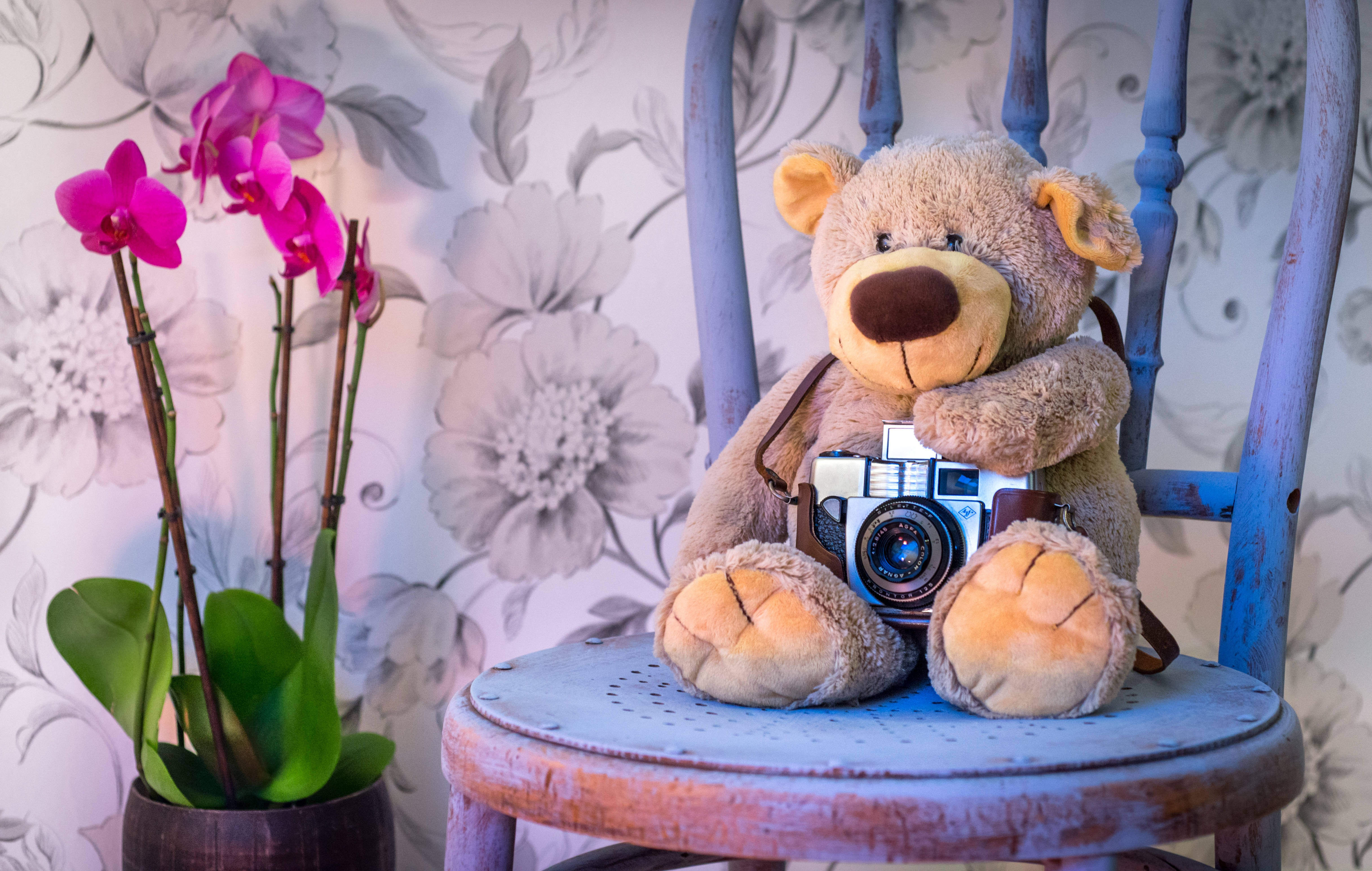 Cute Teddy Bear 桌布 壁紙 — 一隻毛絨玩具熊坐在一張褪色的藍色椅子上，旁邊有一盆粉紅色蘭花，手持一部復古相機，背景是花卉壁紙。