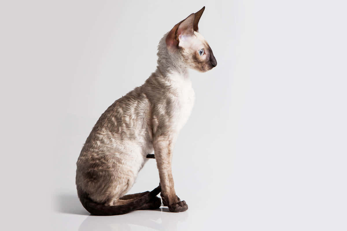 Cornish Rex 桌布 壁紙 — 一隻毛色光滑、大耳朵、波浪毛的德文帝王貓，在純白背景前優雅地坐著。