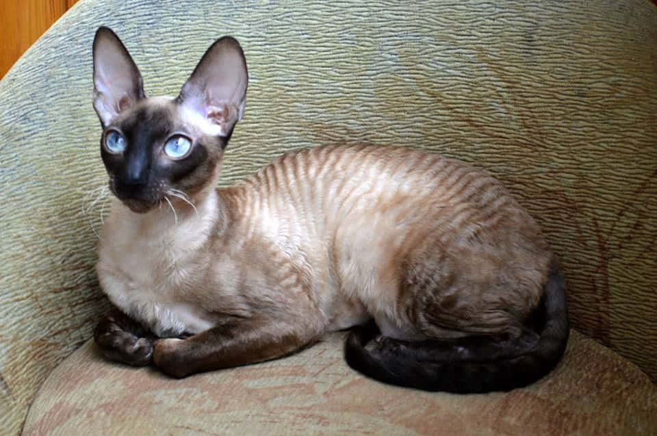 Cornish Rex 桌布 壁紙 — 一隻毛色光滑的暹羅貓，擁有引人注目的藍色眼睛，優雅地躺在有圖案的沙發墊上。