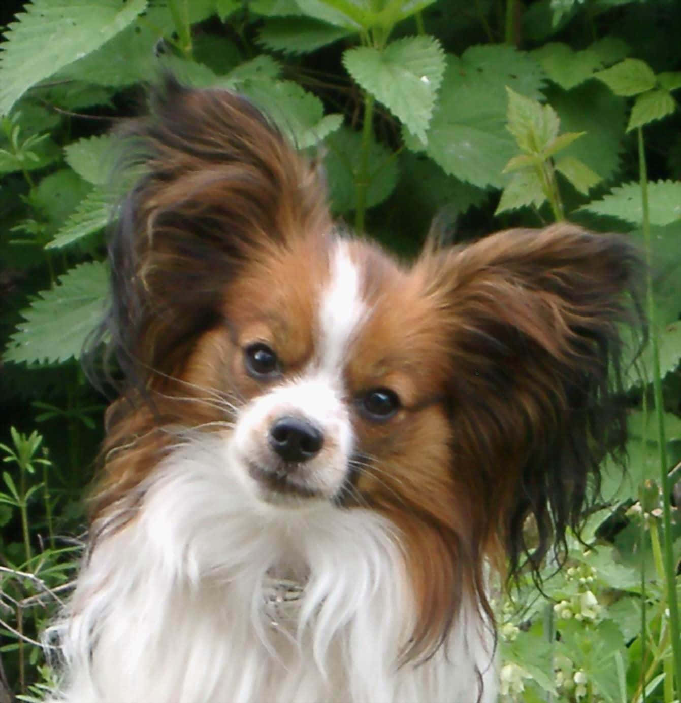 動物 桌布 壁紙 — 一隻毛色棕白相間、耳朵大的蝴蝶犬在茂密的綠葉中警覺地站立。