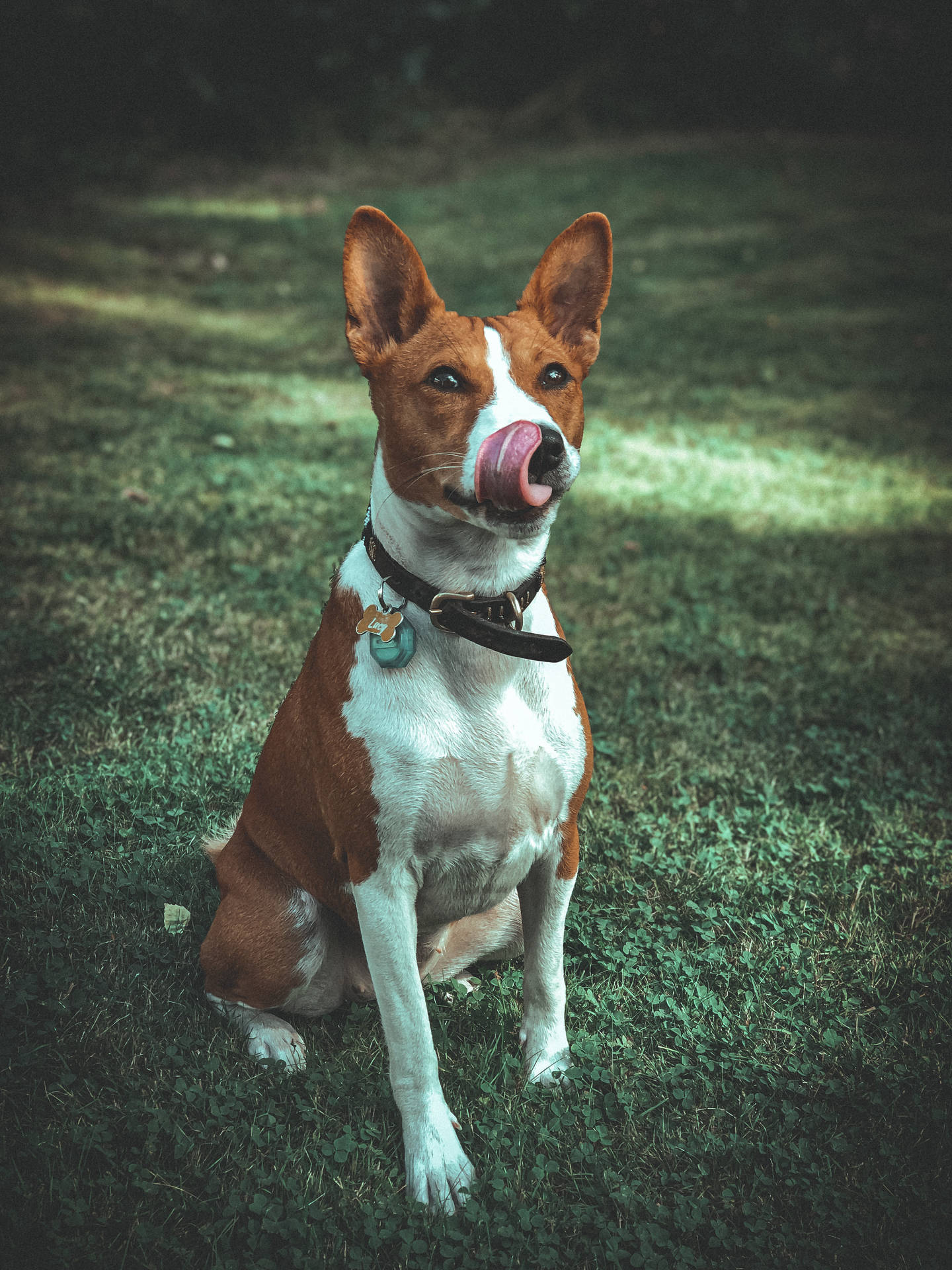 一隻巴辛吉犬坐在草地上在陽光下舔鼻子。 — Giga Chad GIF 壁紙