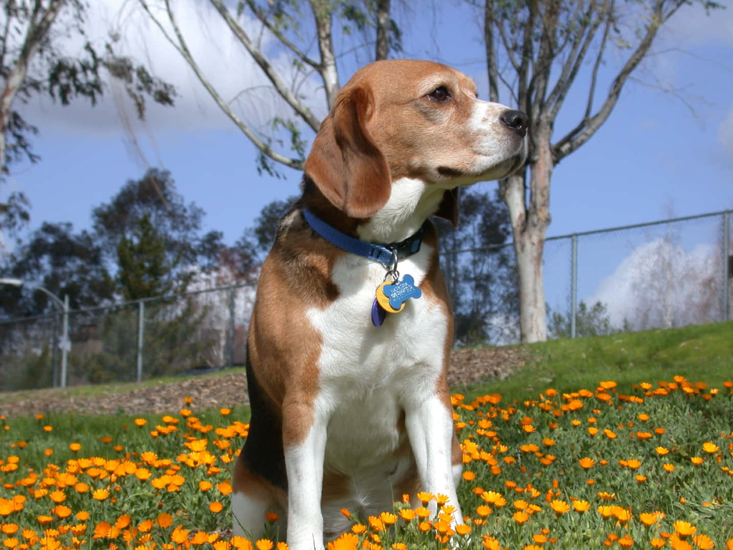 米格魯 桌布 壁紙 — 一隻毛色棕白相間的比格犬在晴朗的藍天下，警覺地坐在一片鮮豔的橙色花田中。