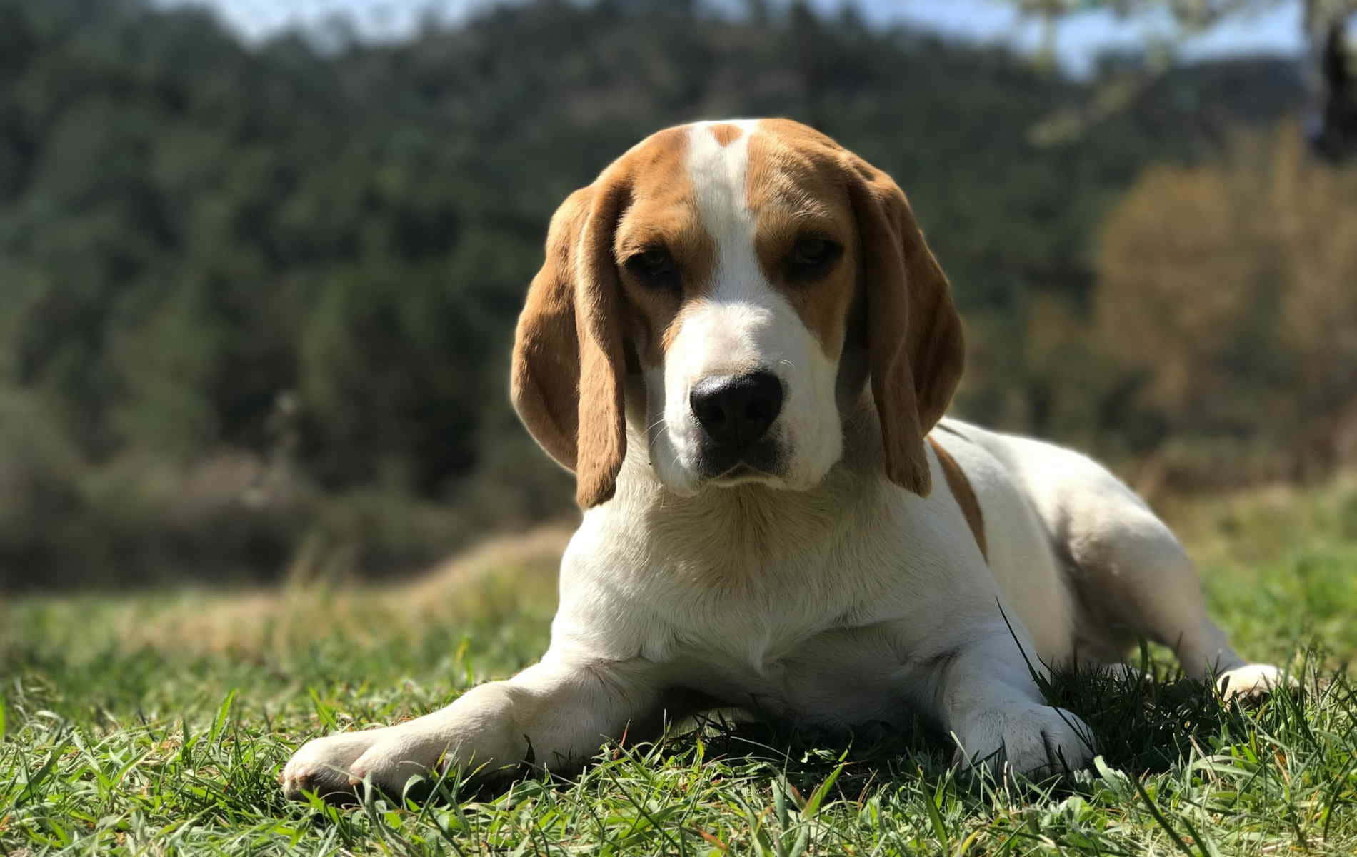 Beagle Dogs 桌布 壁紙 — 一隻毛色棕白相間的比格犬平靜地躺在陽光照耀的綠色草地上，用柔和的眼神向前凝視，背景是模糊的森林。