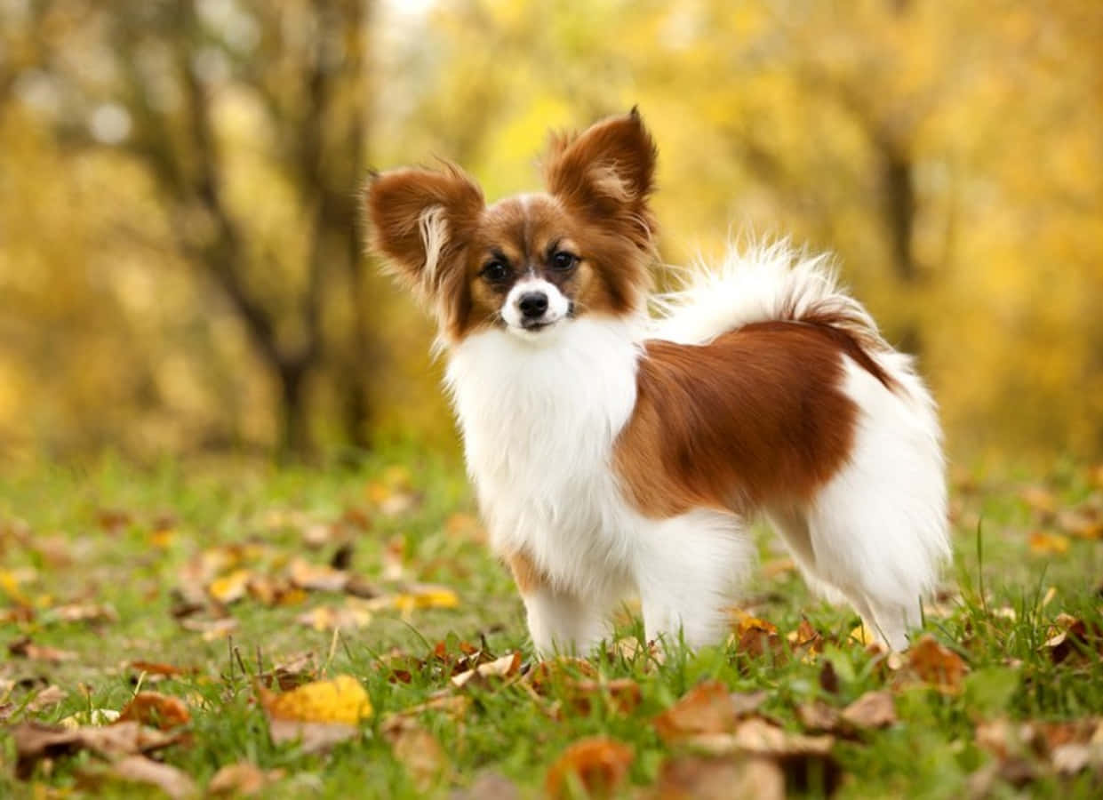 動物 桌布 壁紙 — 一隻毛色棕白相間的蝴蝶犬警覺地站在散落著秋葉的草地上。