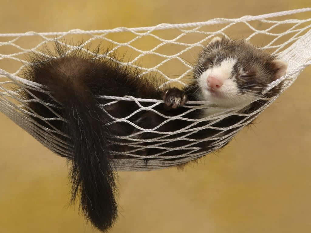 Ferret 桌布 壁紙 — 一隻毛色深、臉部白色的睏倦雪貂，在溫暖的黃色背景前，蜷縮在白色網狀吊床上休息。