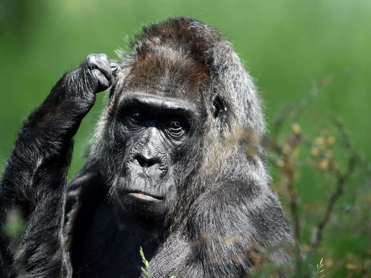 Gorilla 桌布 壁紙 — 一隻毛色深沈、眼神若有所思的大猩猩，在模糊的綠色背景下抓頭的近距離特寫。