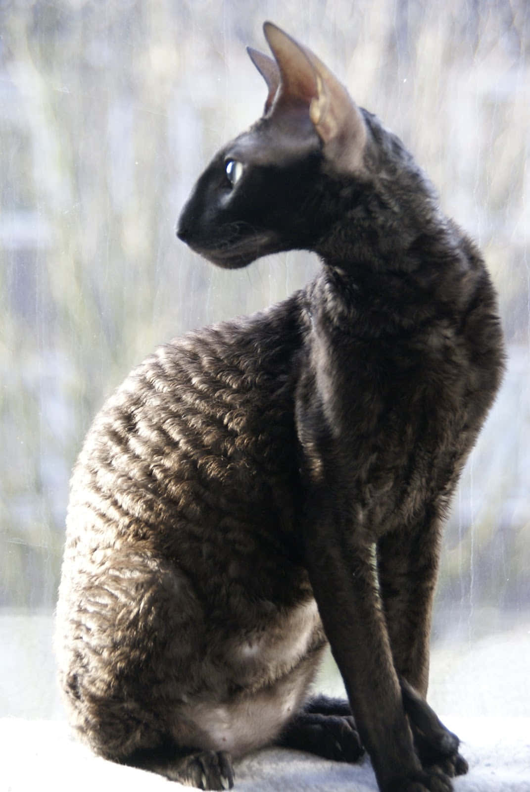 Cornish Rex 桌布 壁紙 — 一隻毛色深沉的康沃爾帝王貓優雅地坐在雨窗前，專注地凝視著窗外。