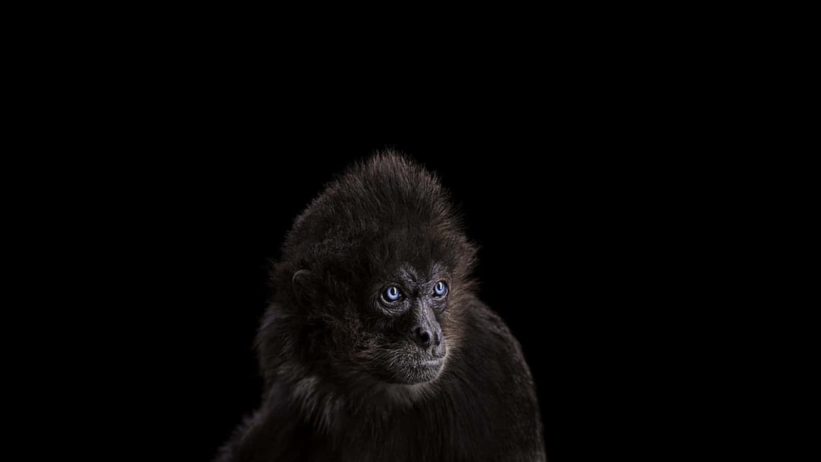 動物 桌布 壁紙 — 一隻毛色深色的小猴子，有著引人注目的藍色眼睛，在純黑色背景前凝視著。