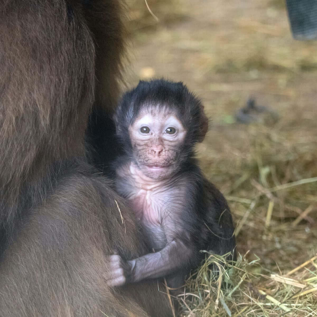 Baby Monkey 桌布 壁紙 — 一隻毛色深黑、眼睛大大的小猴子寶寶在稻草中緊貼著媽媽的身邊。