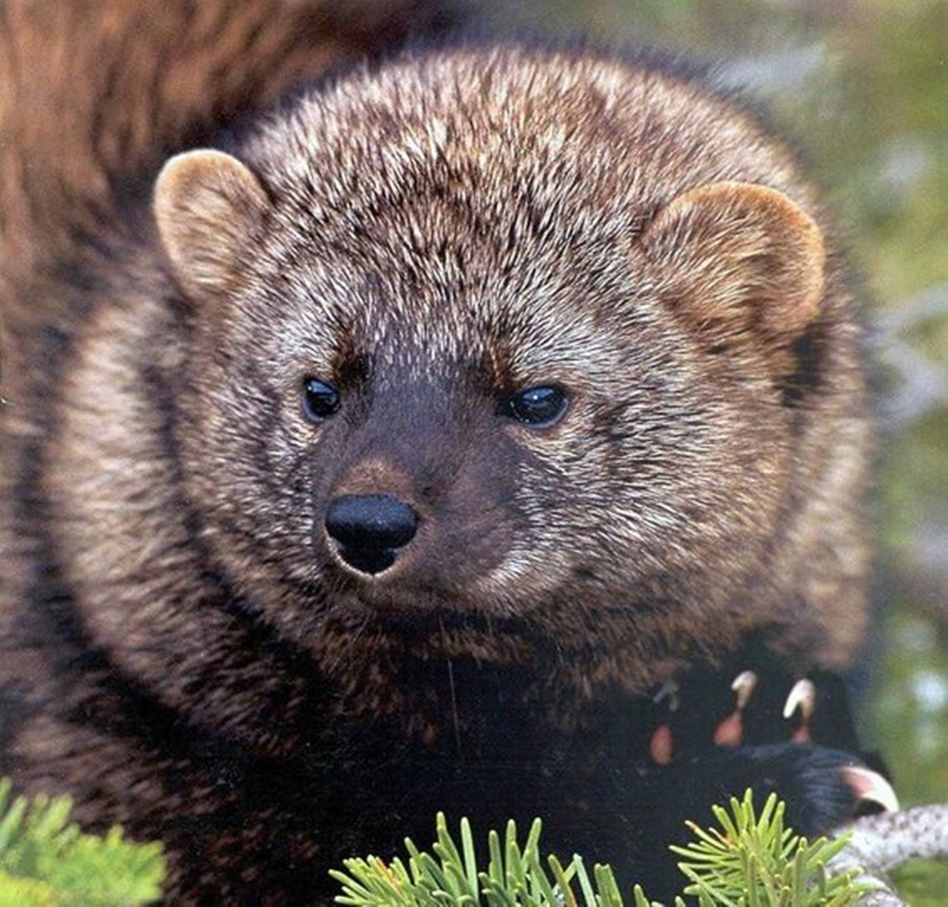 animals 桌布 壁紙 — 一隻毛色深黑、眼神銳利的狼獾近距離特寫，棲息在松樹枝上。