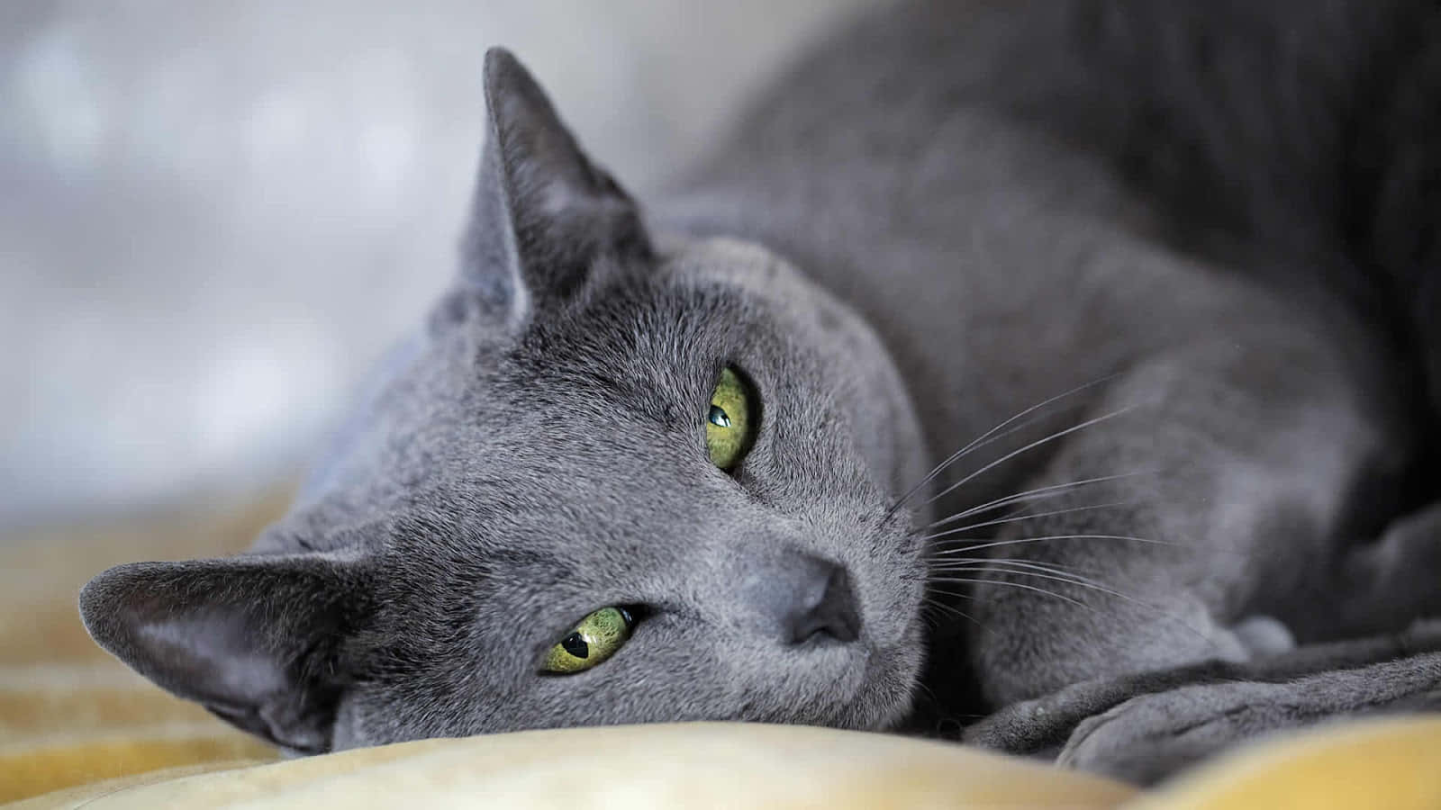 Russian Blue Cat 桌布 壁紙 — 一隻毛色灰亮、眼睛翠綠的貓咪，安詳地躺在柔軟的黃色表面上，平靜地凝視著觀看者。