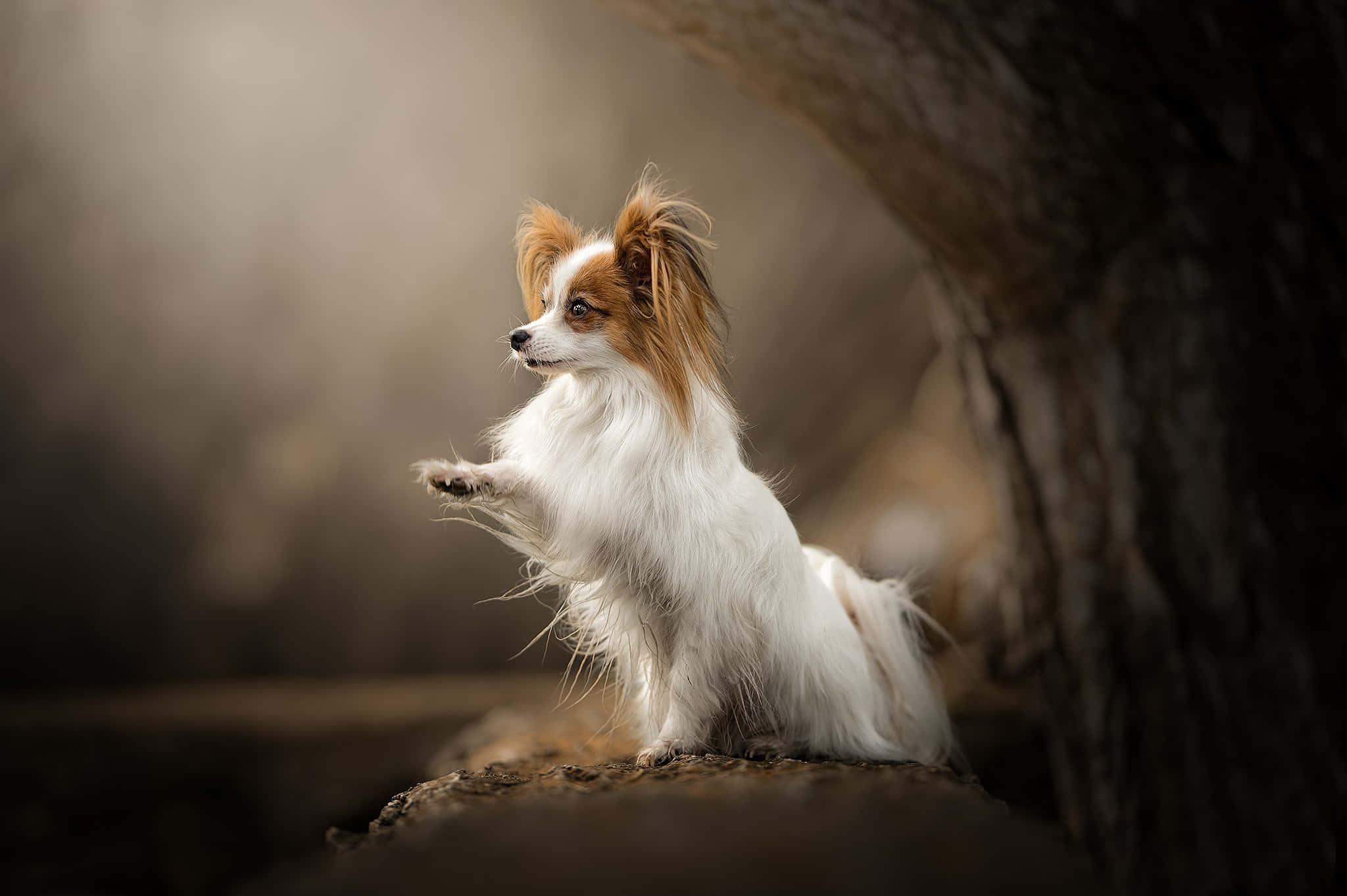 動物 桌布 壁紙 — 一隻毛色白棕相間的蝴蝶犬優雅地坐在長滿苔蘚的木頭上，旁邊是樹幹，沐浴在柔和的金色光線中。