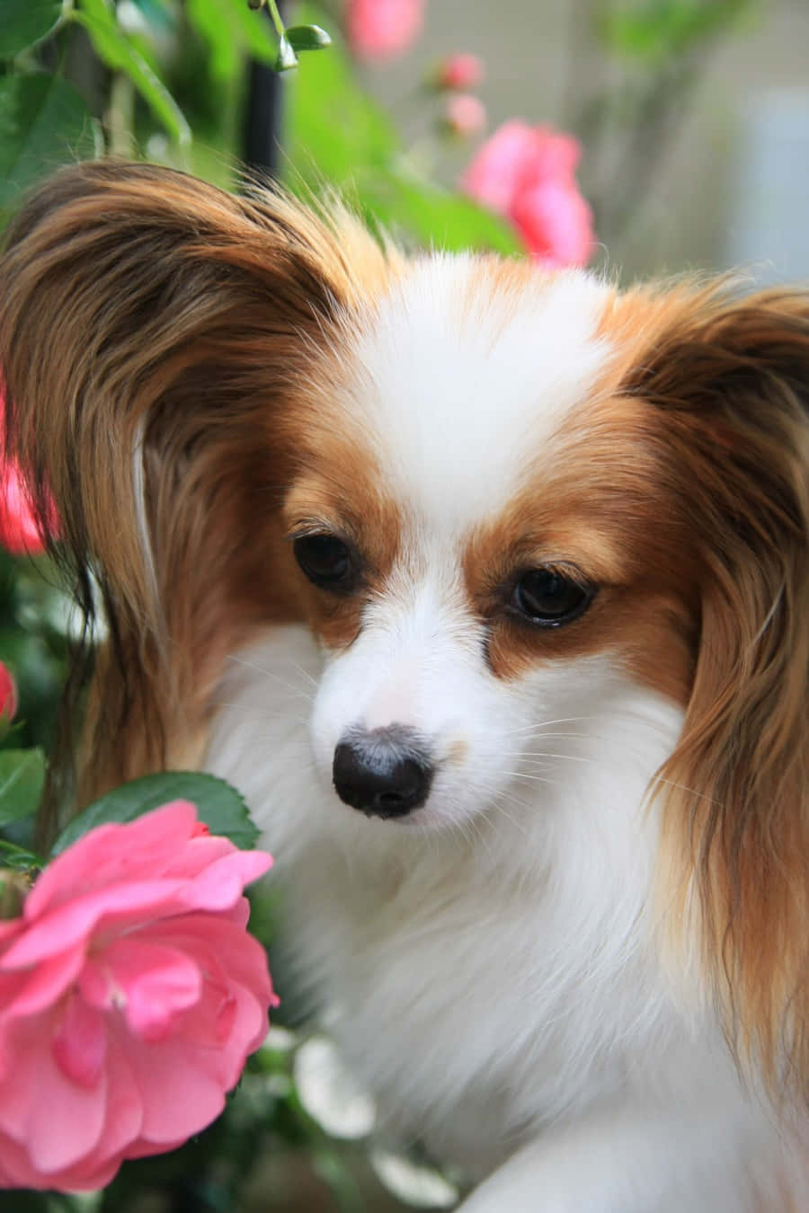 動物 桌布 壁紙 — 一隻毛色白棕相間的蝴蝶犬在茂盛花園中，溫柔地凝視著鮮豔的粉紅玫瑰。