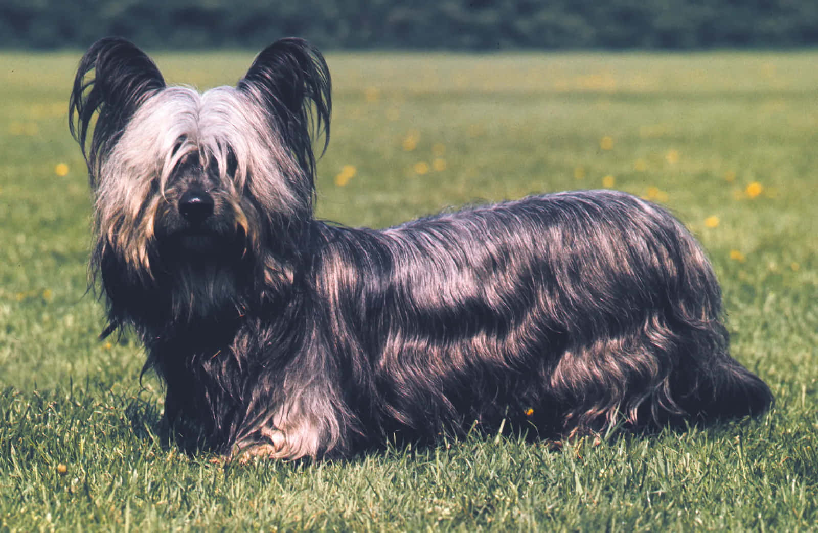 Terrier Dog 桌布 壁紙 — 一隻毛色黑灰相間的絲毛爹利平靜地躺在點綴著小黃花的翠綠草地上。