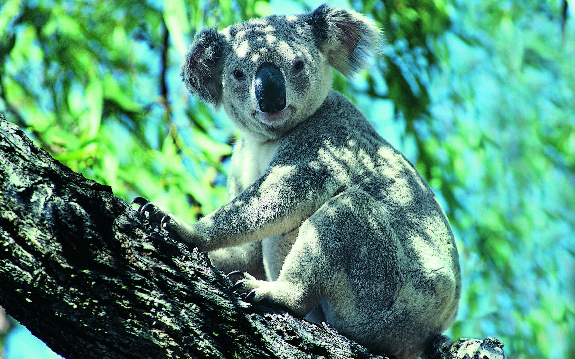 Koala 桌布 壁紙 — 一隻毛茸茸、大耳朵的無尾熊棲息在樹枝上，周圍是鮮綠的葉子，沐浴在明亮的陽光下。