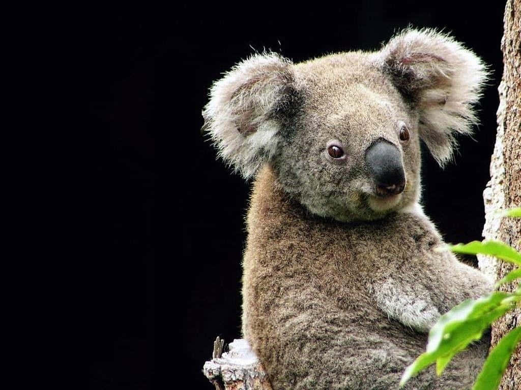 Koala 桌布 壁紙 — 一隻毛茸茸、大耳朵的無尾熊緊抓著樹幹，背景黑暗，有綠色樹葉探出頭來。