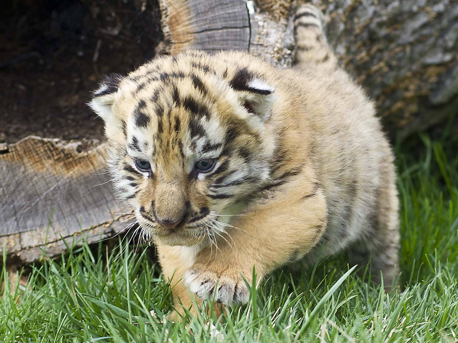 Baby Tiger 桌布 壁紙 — 一隻毛茸茸、帶有鮮明條紋的老虎幼崽，在風化的樹樁附近小心翼翼地穿過充滿活力的綠草。