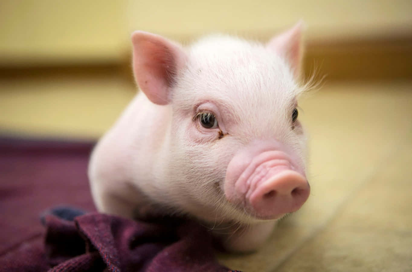 Piggy 桌布 壁紙 — 一隻毛茸茸、眼神好奇的小粉紅豬仔，在室內的棗紅色毯子上休息。