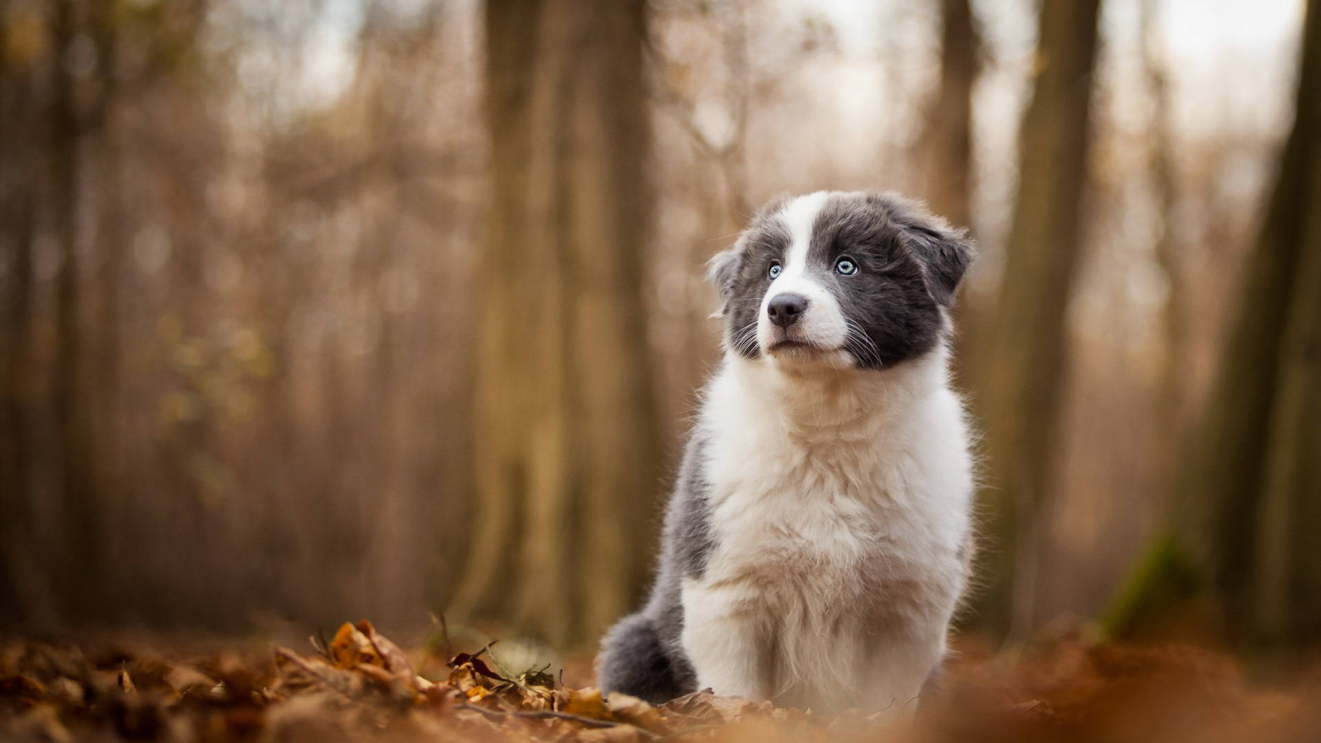 森林 桌布 壁紙 — 一隻毛茸茸、藍眼睛的邊境牧羊犬幼犬，在陽光明媚的森林中，警覺地坐在金色的秋葉之間。