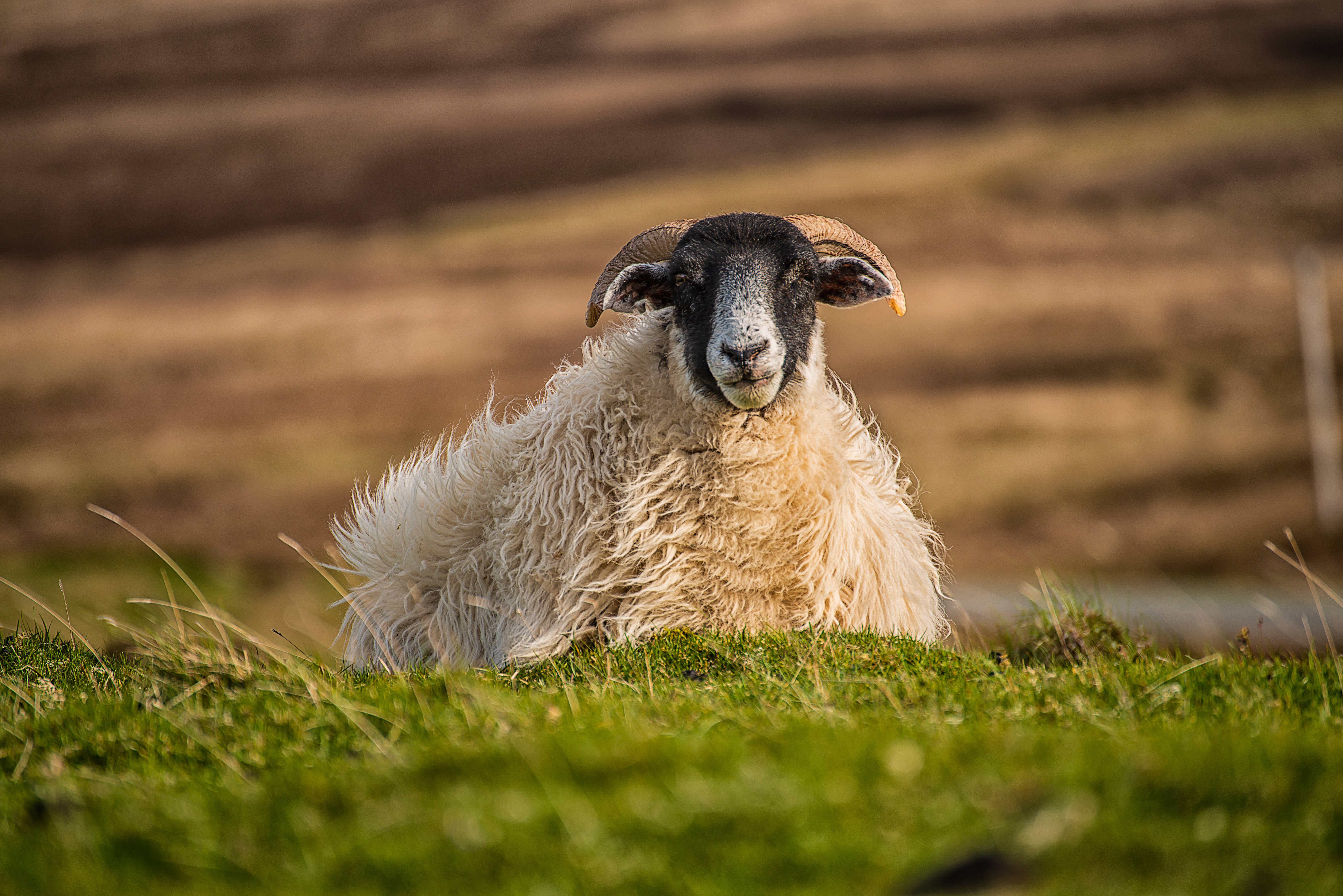 Sheep 桌布 壁紙 — 一隻毛茸茸、長著彎曲角的公羊躺在鮮綠色的草地上，平靜地凝視著鏡頭，背景是柔和模糊的泥土色調。
