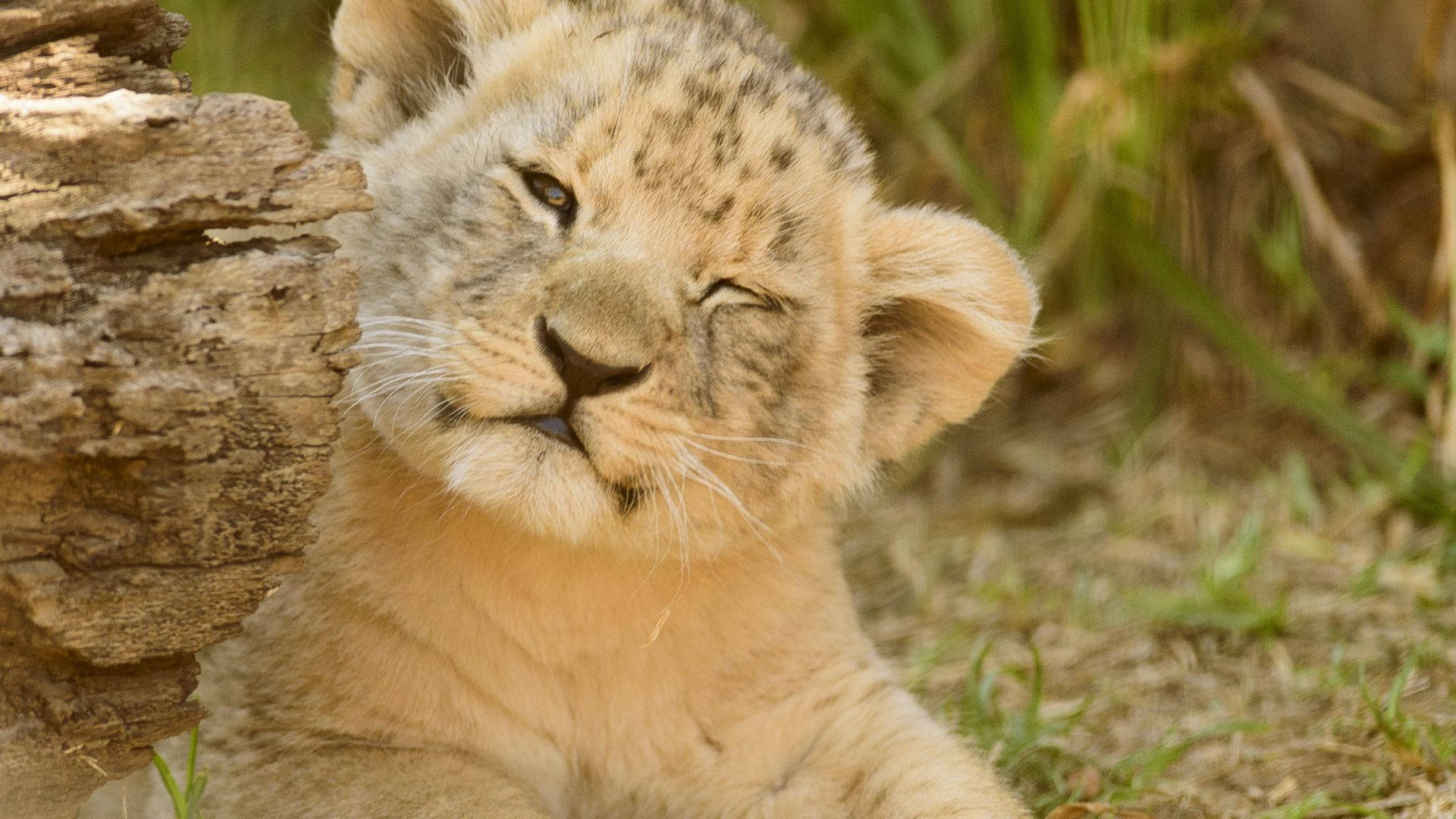 Baby Lion 桌布 壁紙 — 一隻毛茸茸帶斑點的小獅子在陽光照耀的草地上靠著一條風化的木頭休息。