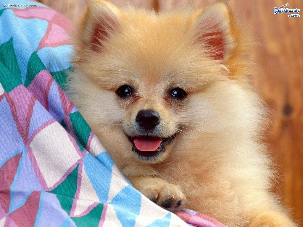 可愛動物動圖 桌布 壁紙 — 一隻毛茸茸淺啡色的博美犬，有深色眼睛和粉紅色舌頭，在色彩繽紛的幾何圖案毛毯上休息並微笑。