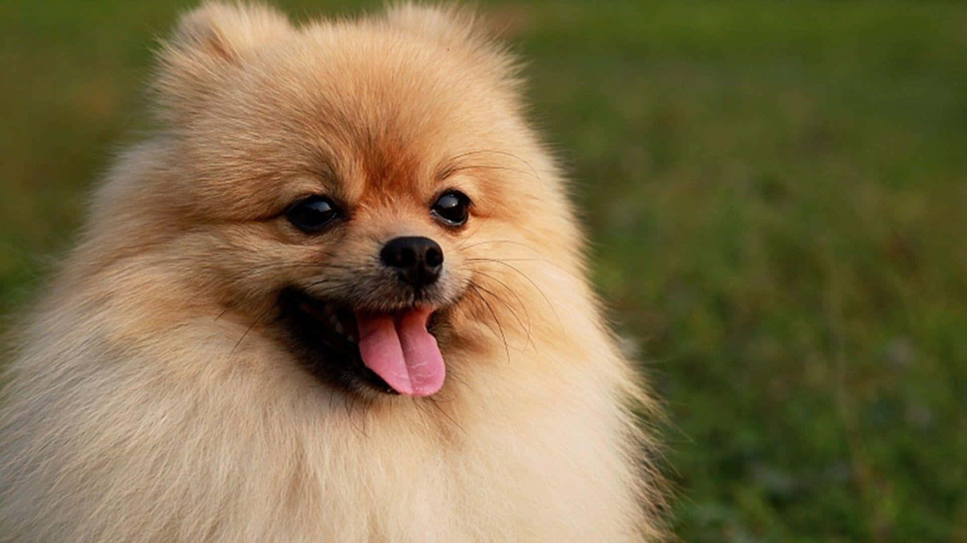 Pomeranian 桌布 壁紙 — 一隻毛茸茸淺棕色博美犬，開心表情，舌頭伸出，背景是模糊的綠色草地。