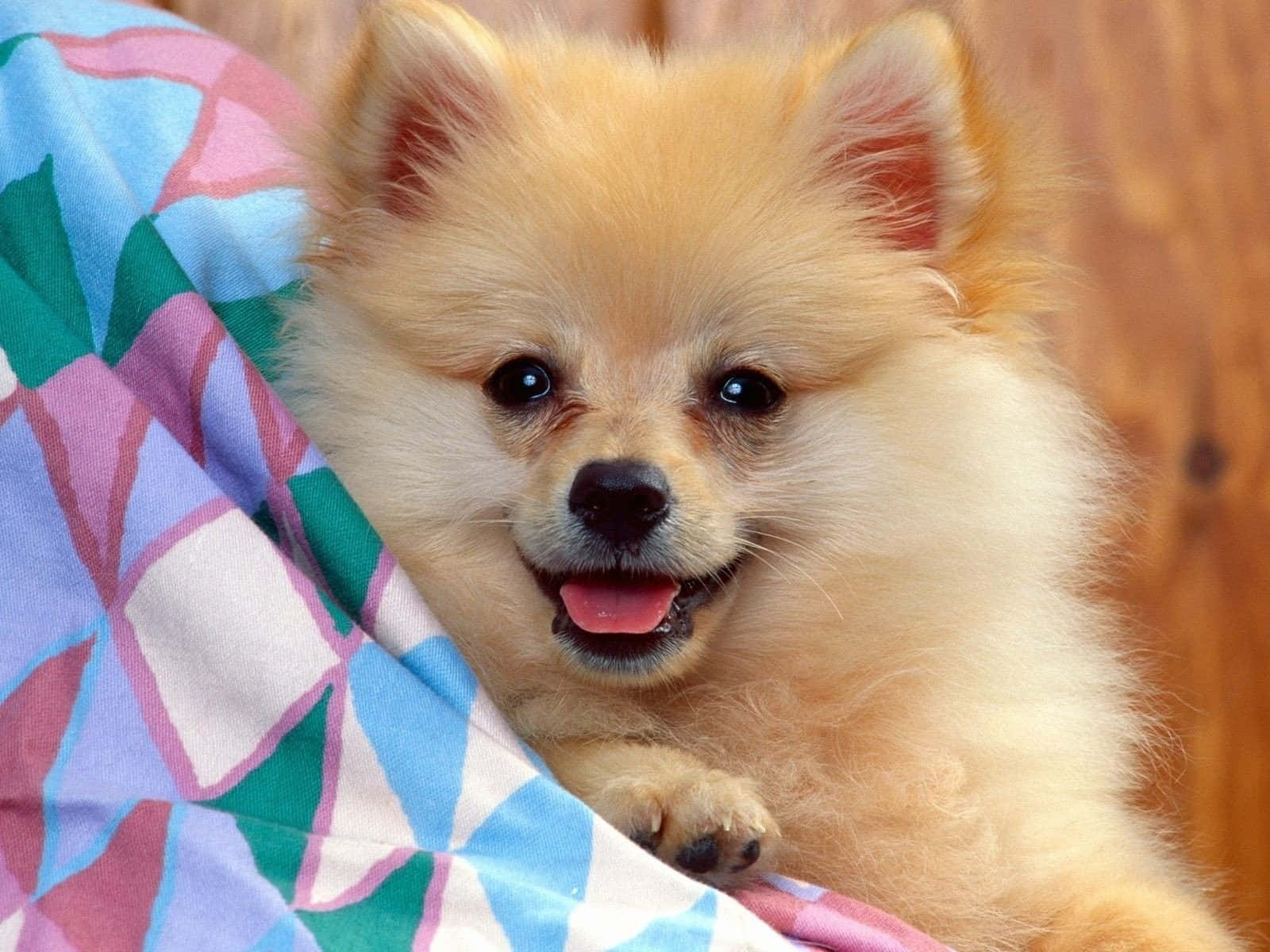 Pomeranian 桌布 壁紙 — 一隻毛茸茸淺棕色博美犬幼犬，眼睛明亮，嘴巴開心張開，躺在色彩繽紛的幾何圖案毯子上。