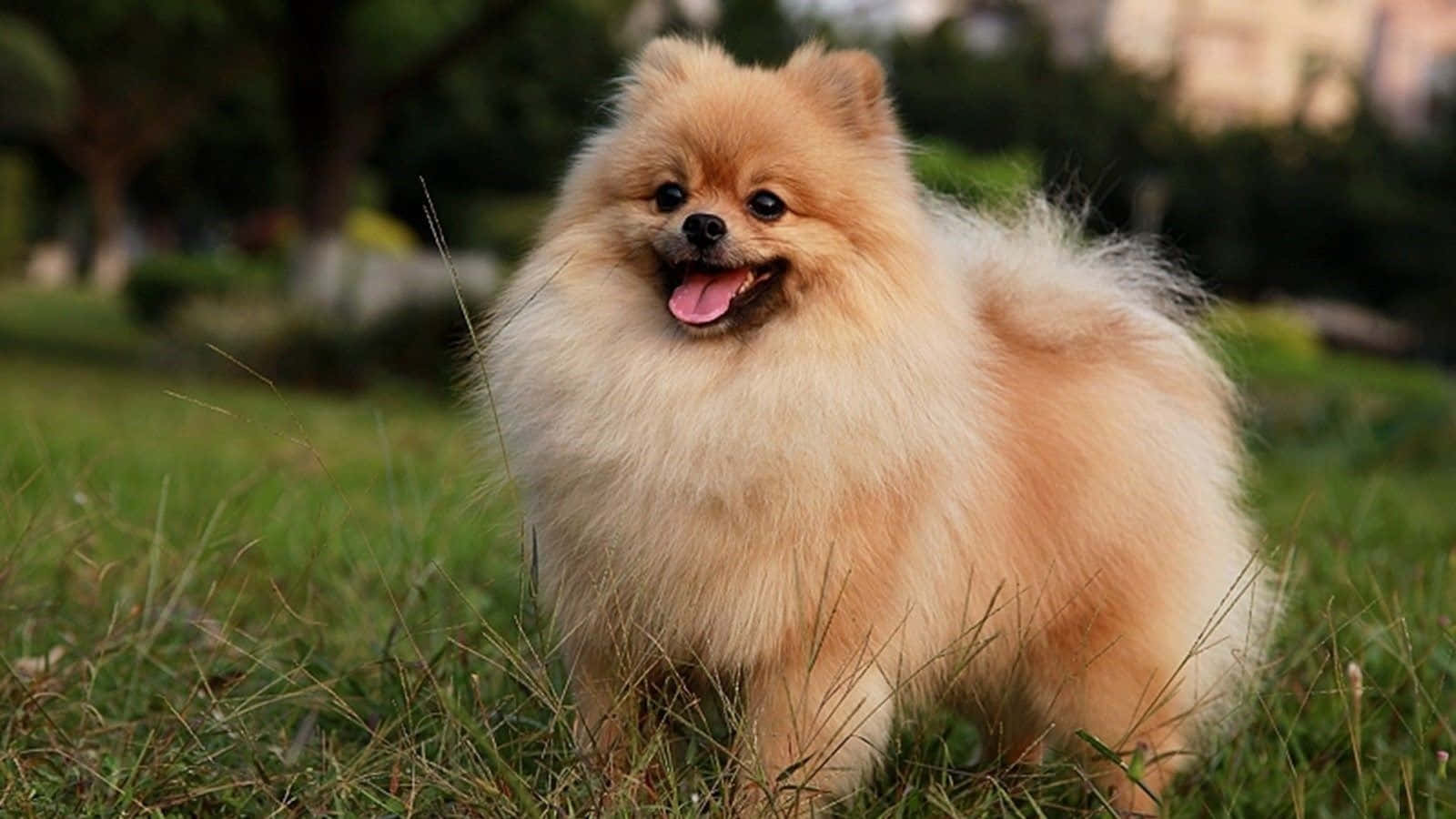 毛茸茸博美犬站在草地上伸出舌頭 — 寵物動圖 壁紙