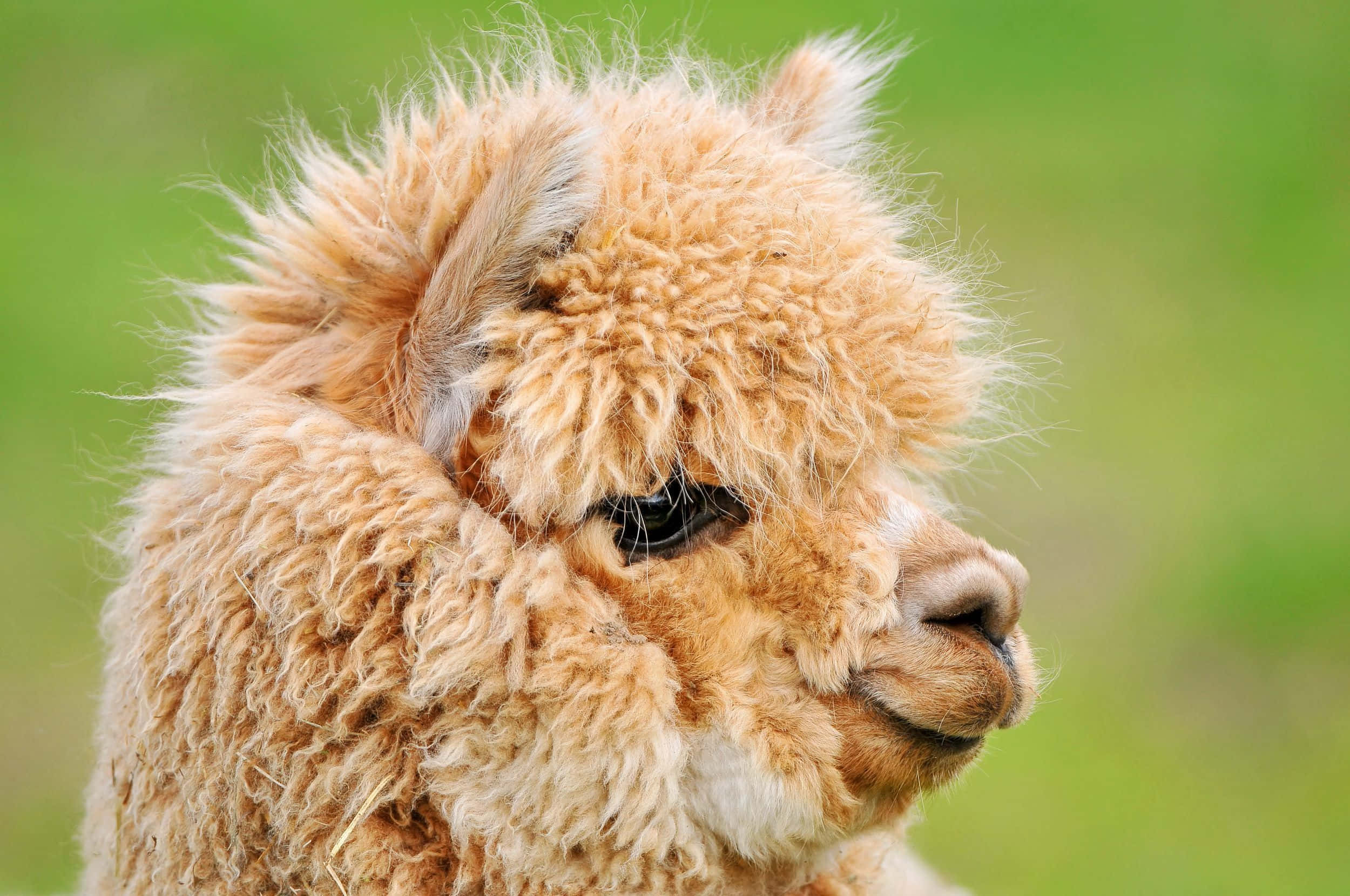 Alpaca 桌布 壁紙 — 一隻毛茸茸淺棕色羊駝的特寫，毛髮柔軟，眼神溫柔，背景是模糊的綠色。