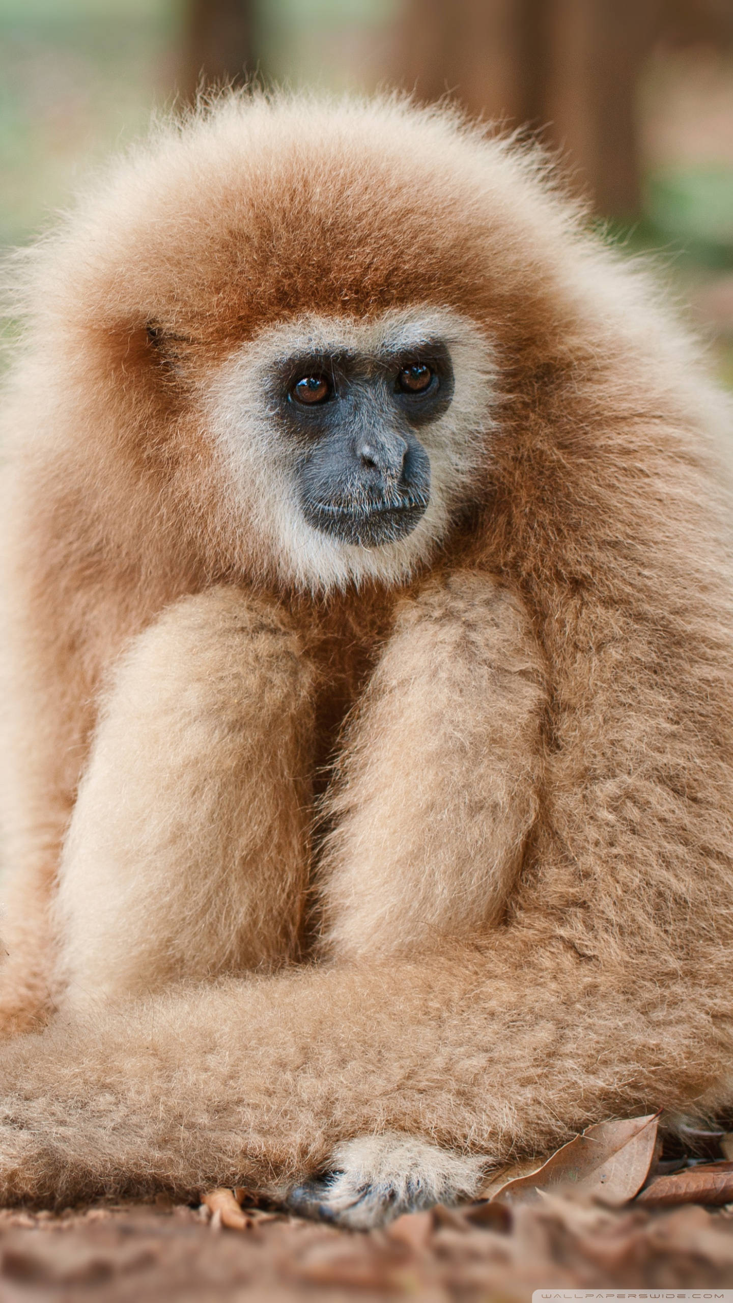 Gibbon 桌布 壁紙 — 一隻毛茸茸淺棕色長臂猿的近距離特寫，深色臉龐，若有所思地坐在森林地面上。