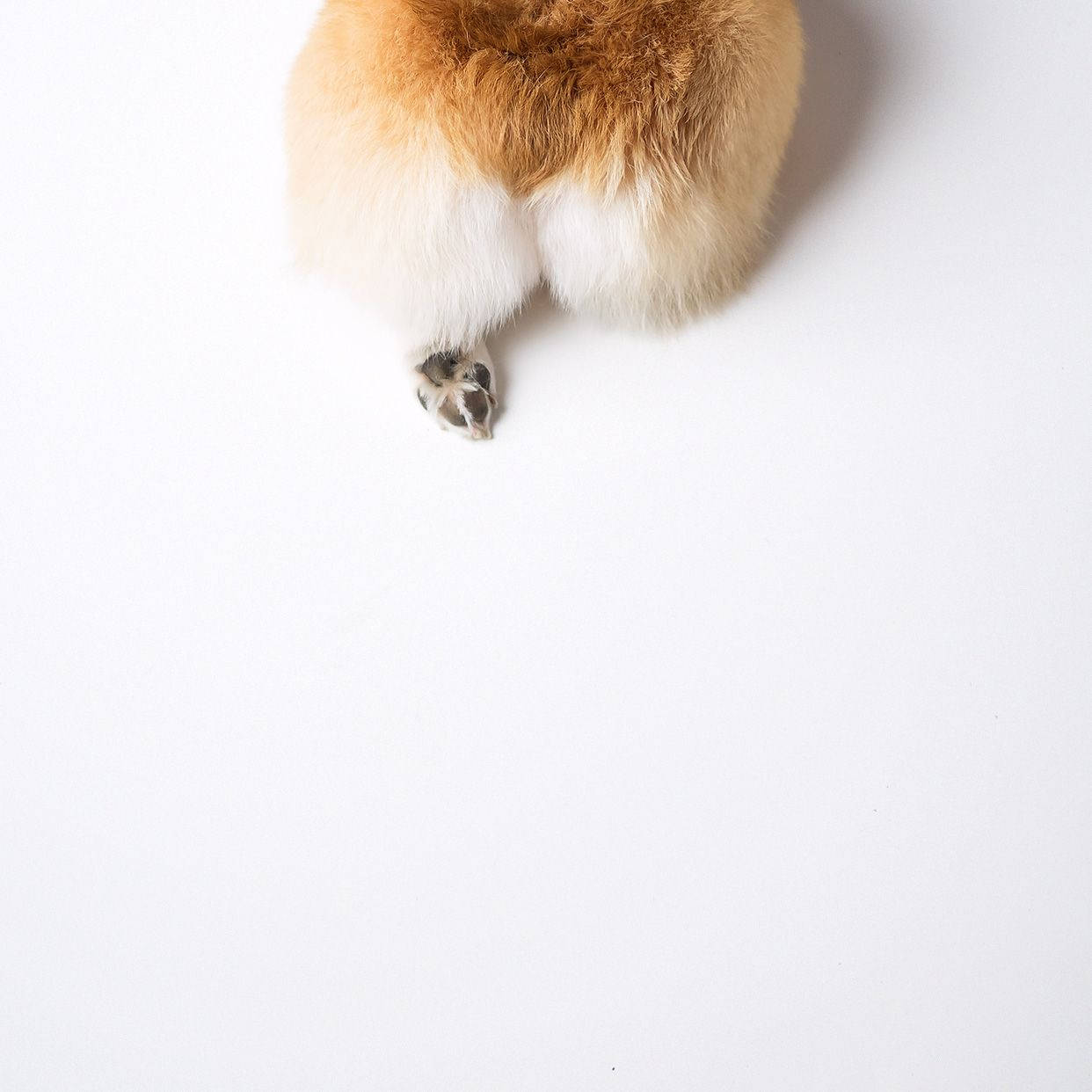 Corgi 桌布 壁紙 — 一隻毛茸茸狗狗的屁股和爪子從上方探出，襯著純白背景。