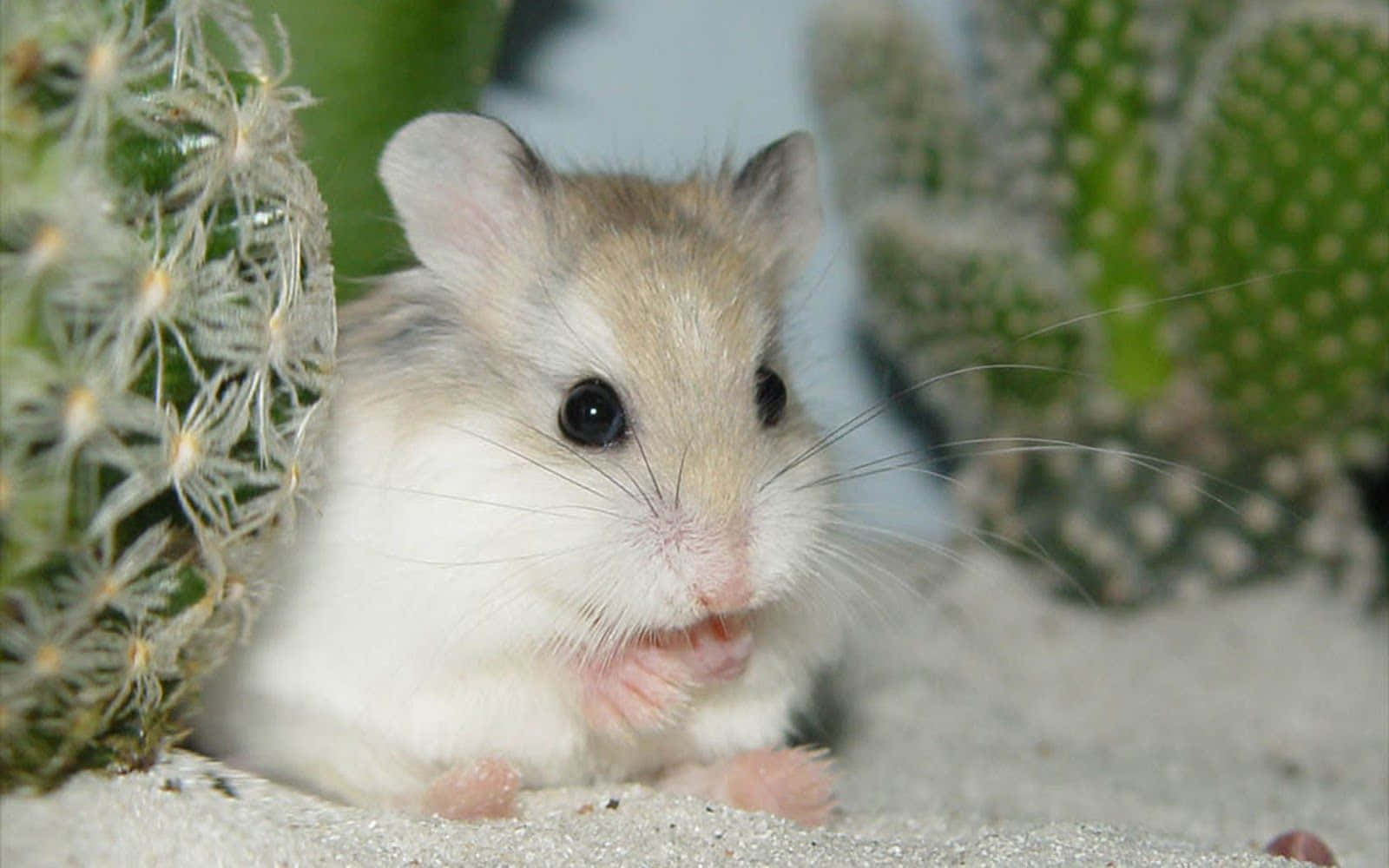 animals 桌布 壁紙 — 一隻毛茸茸白色和米色毛髮的小倉鼠警覺地坐在綠色仙人掌和沙地之間。