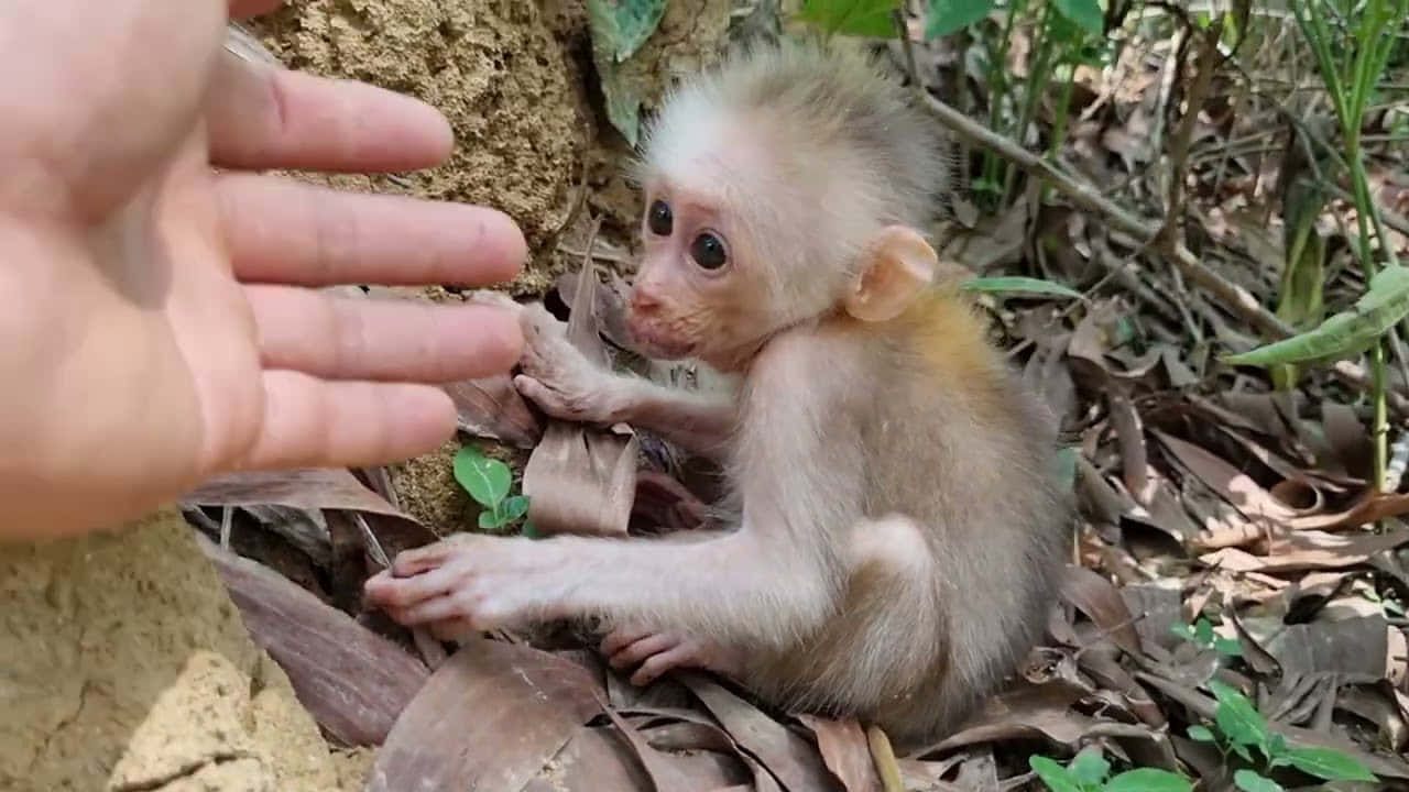 Baby Monkey 桌布 壁紙 — 一隻毛茸茸白色毛髮的小猴子坐在乾葉和綠葉之間，好奇地伸手觸碰人類的手。